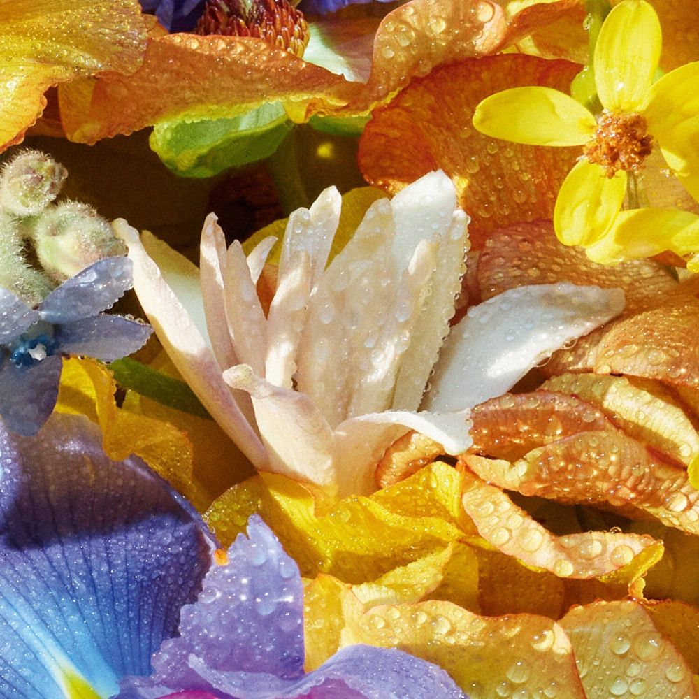 Primo piano di petali gialli, arancioni, blu e bianchi con goccioline d'acqua.