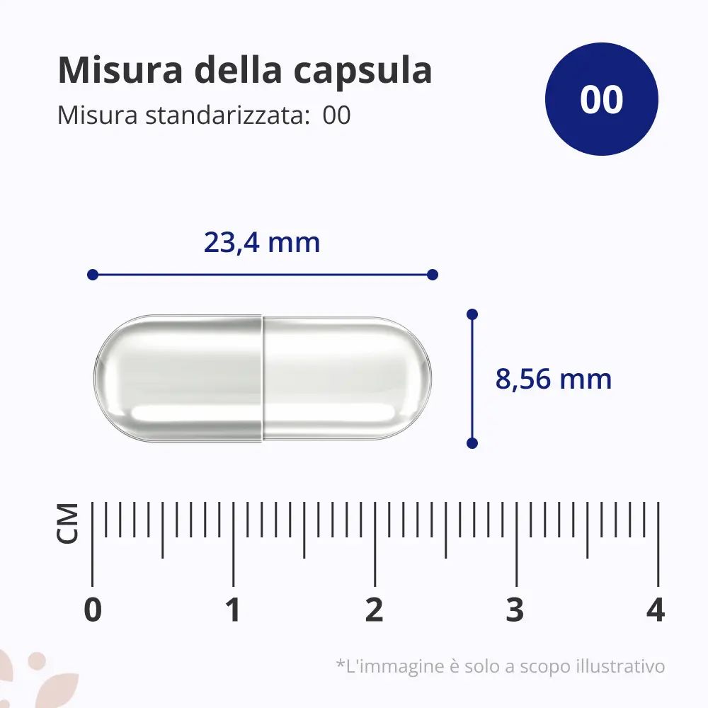 Capsula con dimensioni: 23,4 mm x 8,56 mm. Misura 00. Scala in cm.