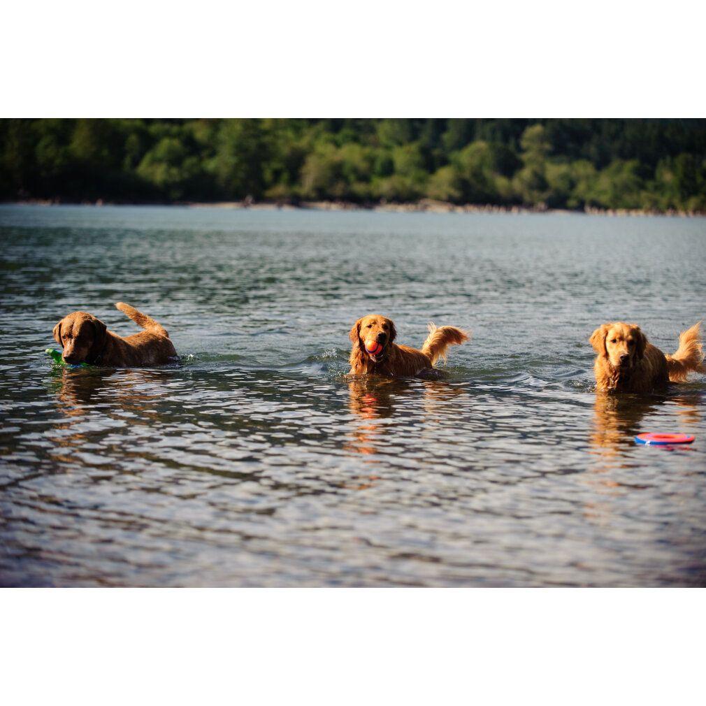 Tre cani nuotano in acqua. Uno con una pallina in bocca.