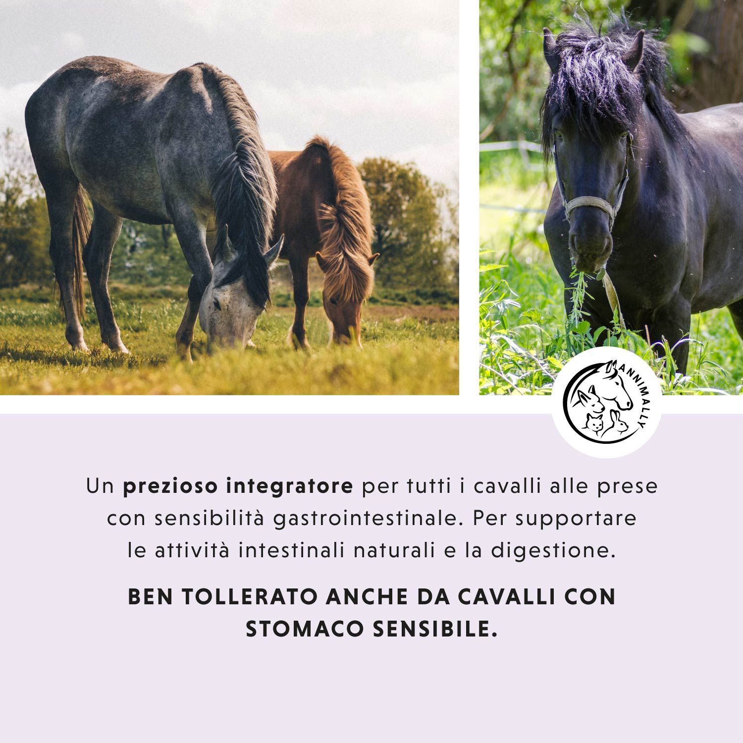 Cavalli sull'erba. Testo: Adatto anche a cavalli con stomaco sensibile. Logo cavallo.
