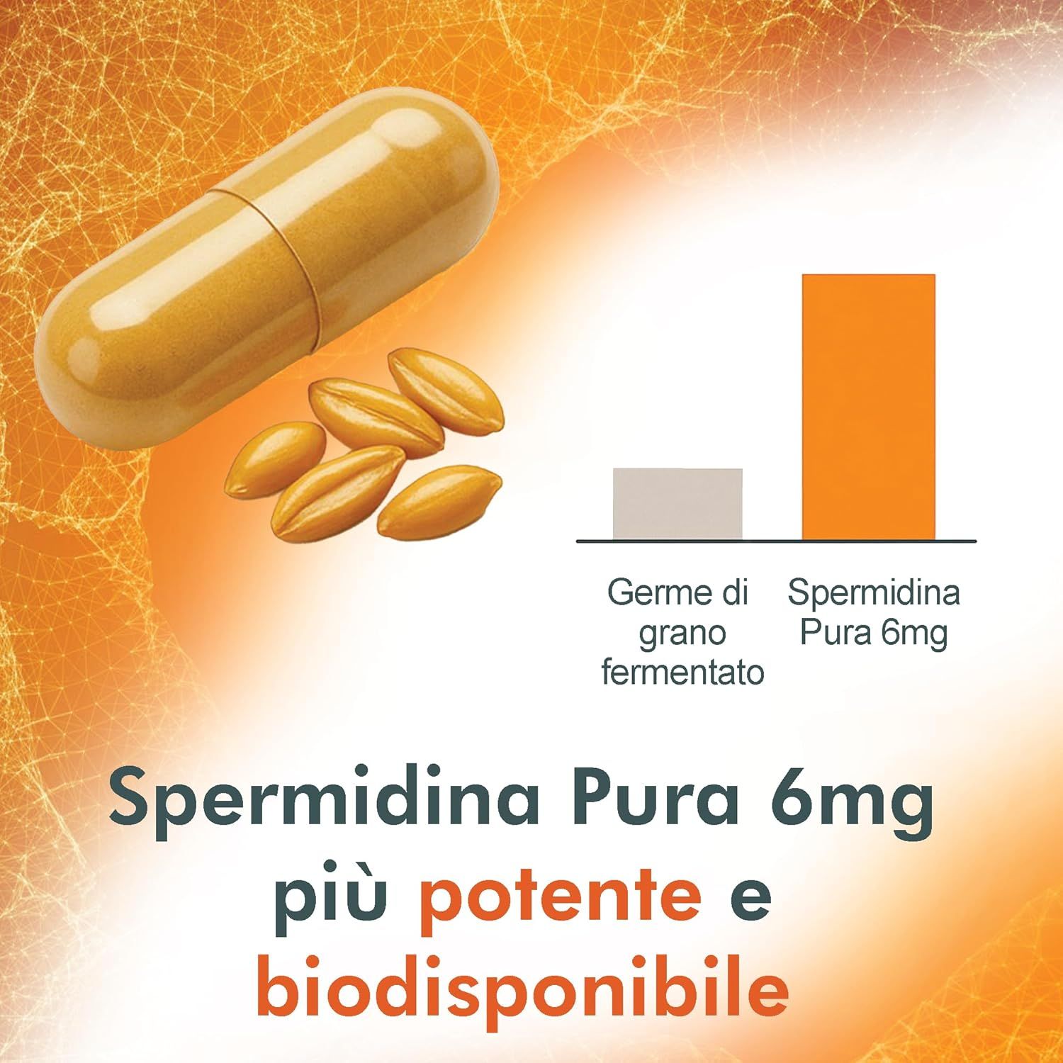 Capsula gialla e germi di grano. Grafico: Spermidina Pura 6mg ha una concentrazione più alta rispetto al germe di grano fermentato. Testo: più potente e biodisponibile.