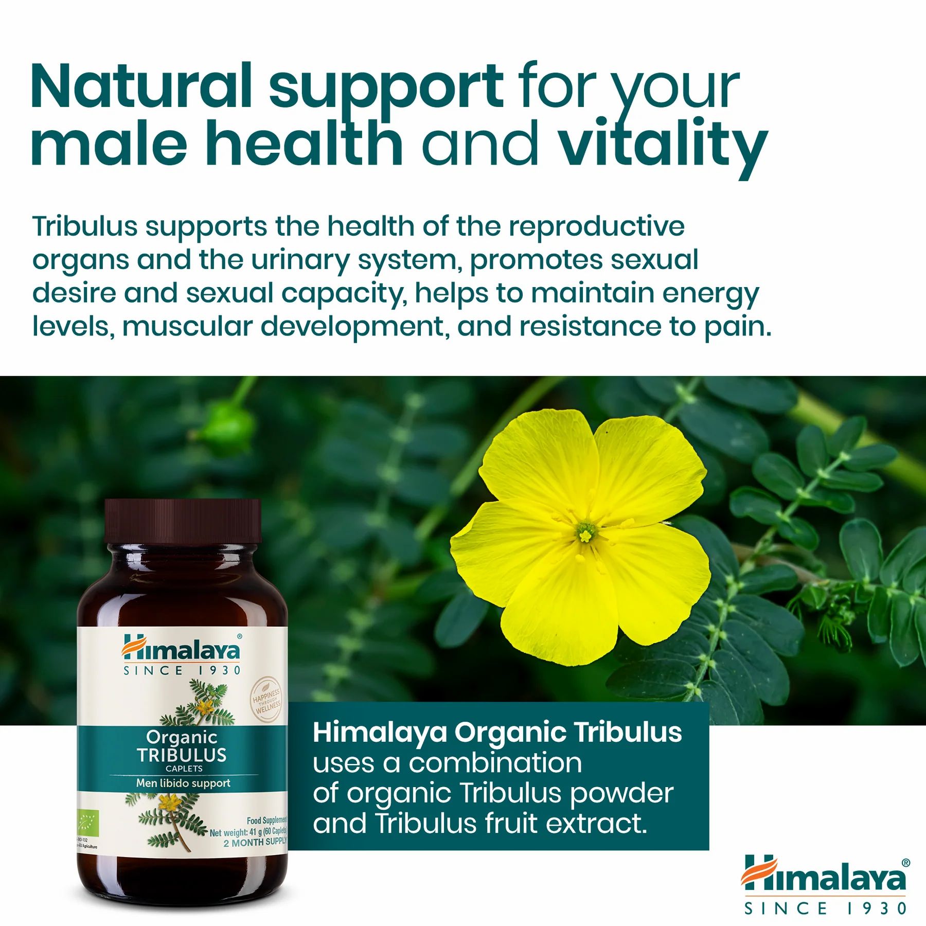 Bottiglia di Himalaya Organic Tribulus accanto a un fiore giallo. Testo: Supporto naturale per la salute e la vitalità maschile.
