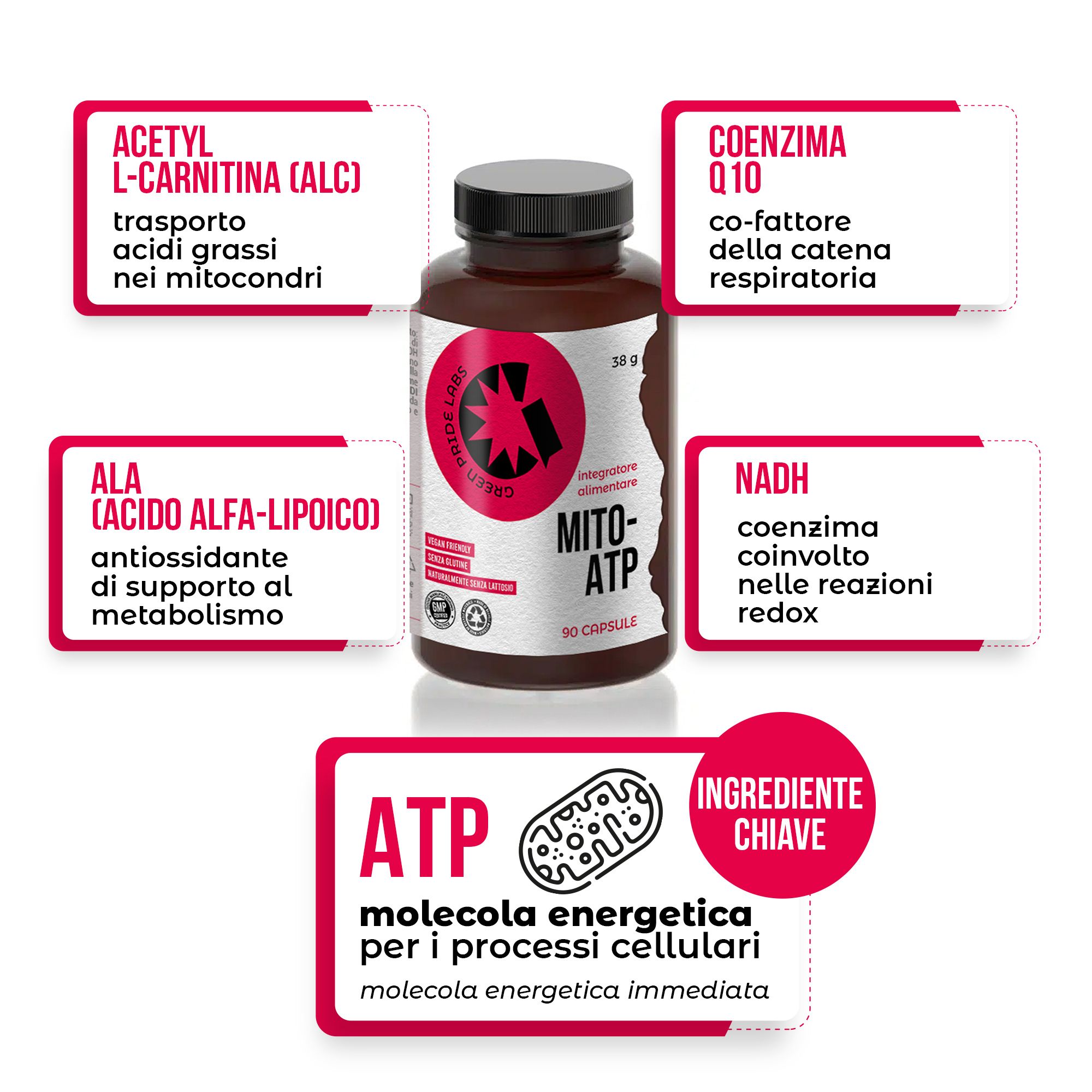 Flacone marrone scuro di capsule, circondato da infografiche su ingredienti come Acetil-L-Carnitina, Coenzima Q10, NADH e ATP.