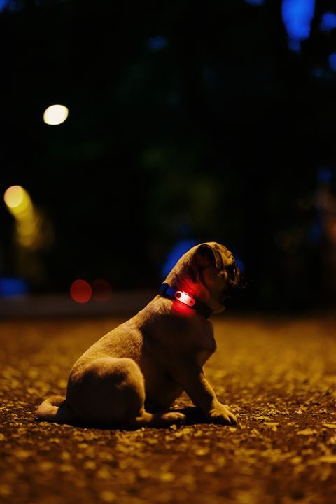 Cane con collare rosso di notte. Dispositivo Tickless Mini Dog al collo. Sfondo scuro.