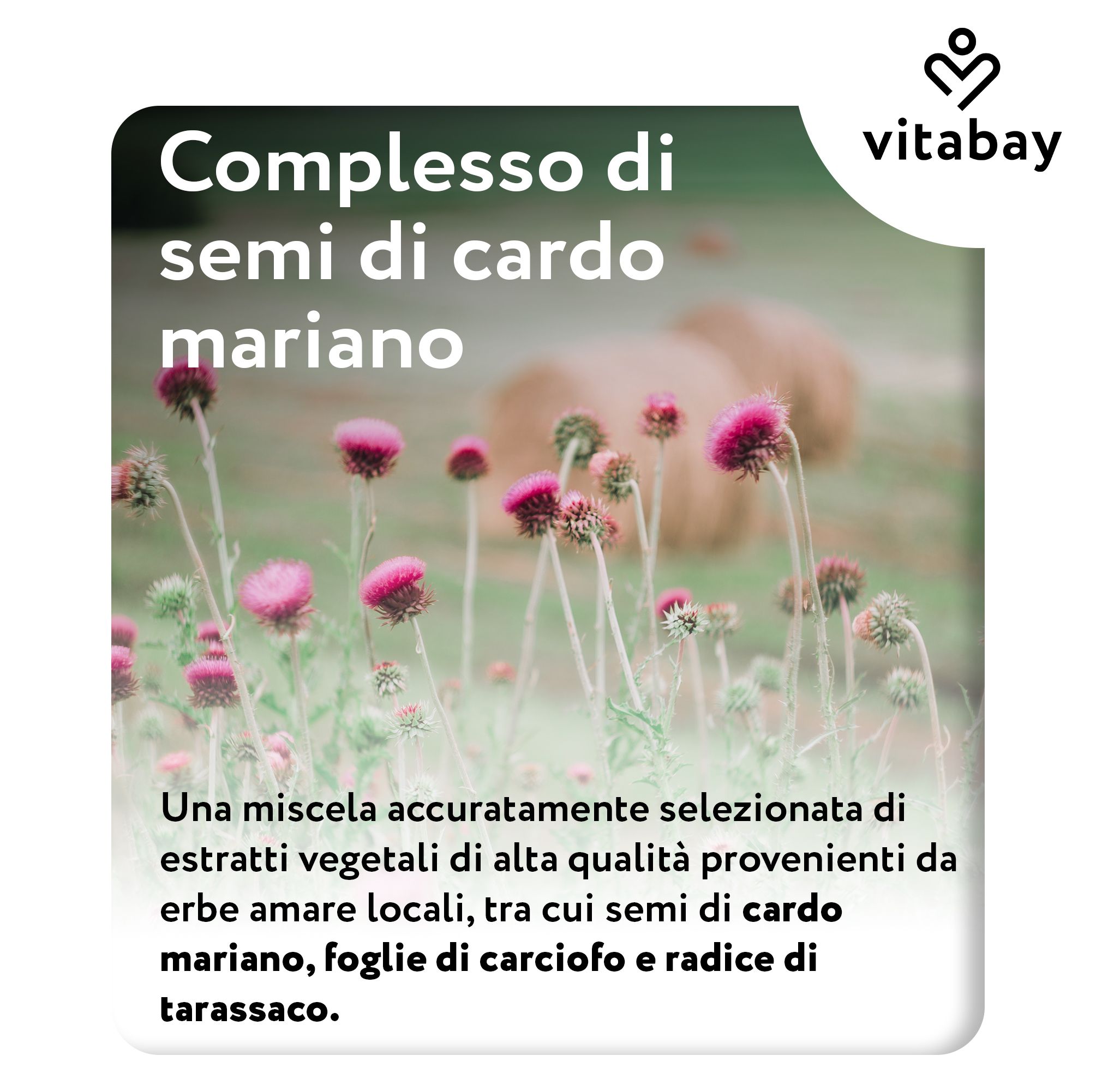 Piante di cardo mariano con fiori. Testo: Complesso di semi di cardo mariano. Logo Vitabay.