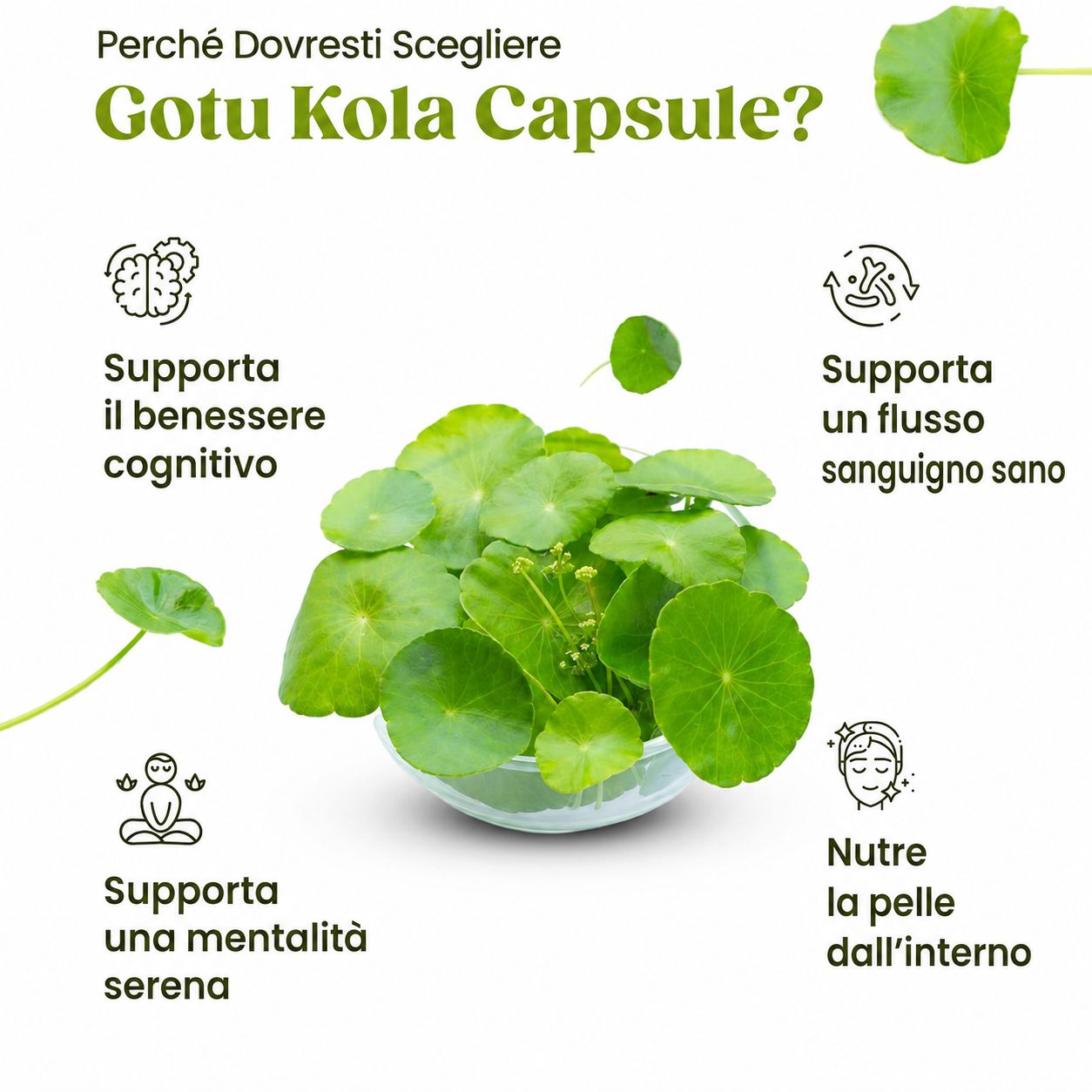 Capsule H&C Gotu Kola (Centella Asiatica)