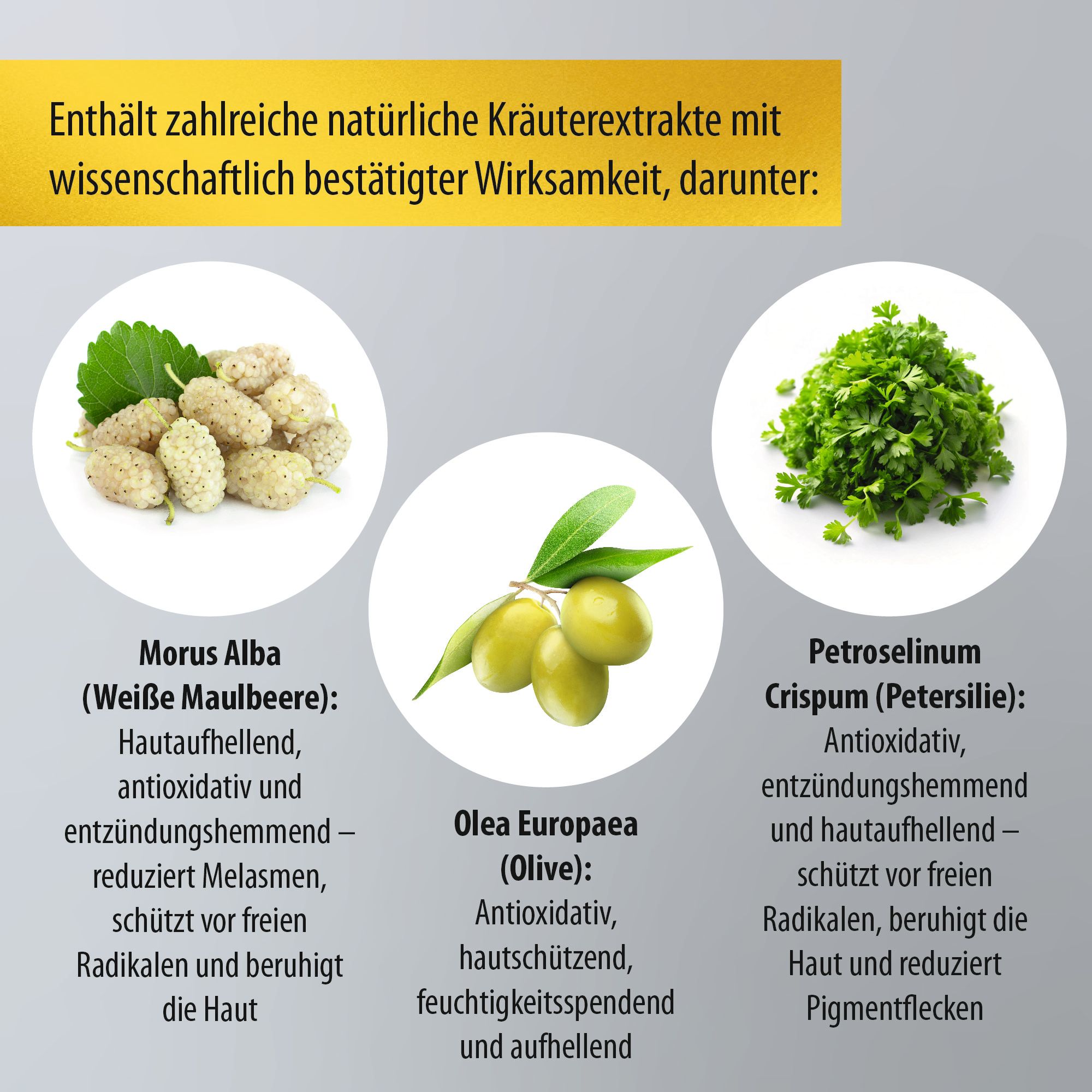 Illustrazione degli ingredienti: Morus Alba, Olea Europaea, Petroselinum Crispum. Testo sugli ingredienti attivi.