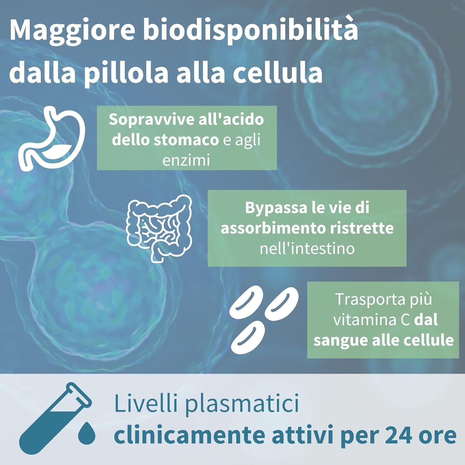 Rappresentazione grafica del corpo umano. Testo: Maggiore biodisponibilità dalla compressa alla cellula.