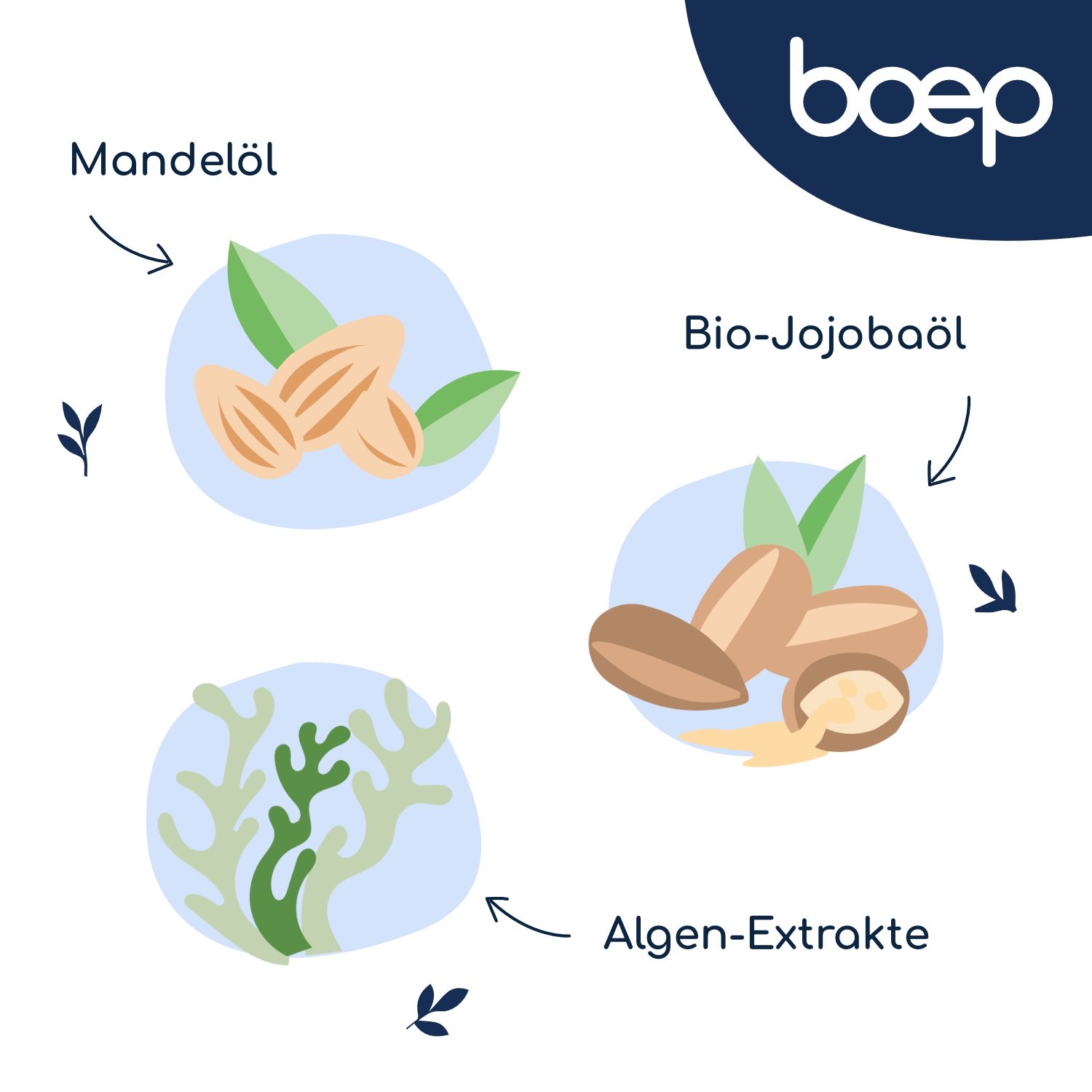 Illustrazioni di mandorle, noci di jojoba biologiche ed estratti di alghe.