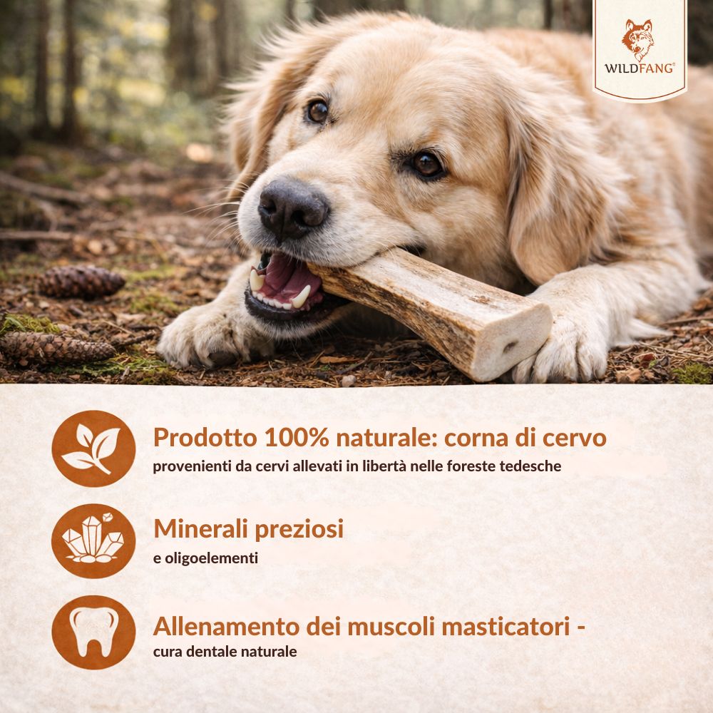 Cane che mastica un corno di cervo da masticare. Il bastone è marrone chiaro. Il cane ha il pelo marrone chiaro. Sfondo: foresta.