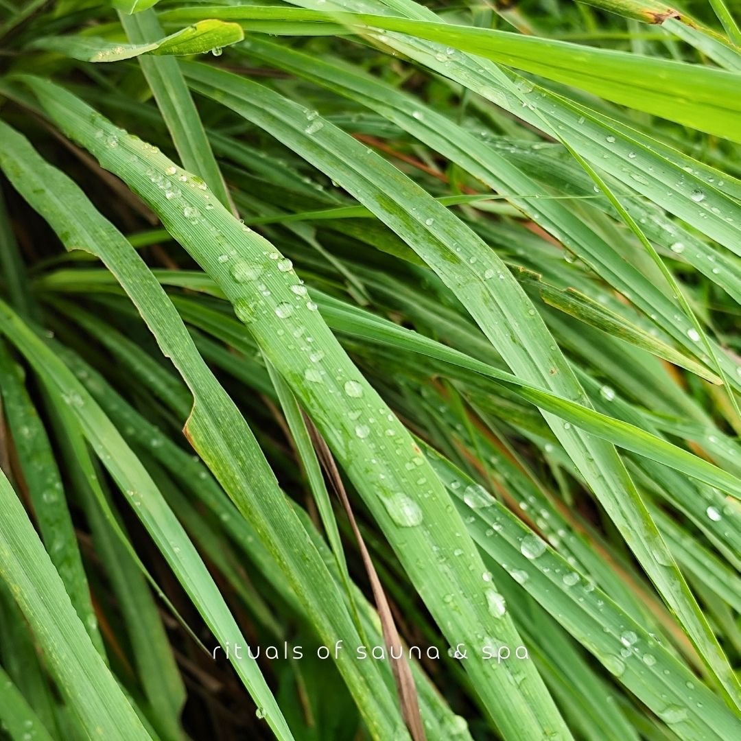 Primo piano di foglie verdi di citronella con gocce d'acqua. Lo sfondo è sfocato.