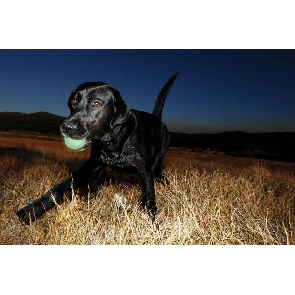 Cane nero con palla verde in bocca. In piedi nell'erba alta. Cielo scuro sullo sfondo.