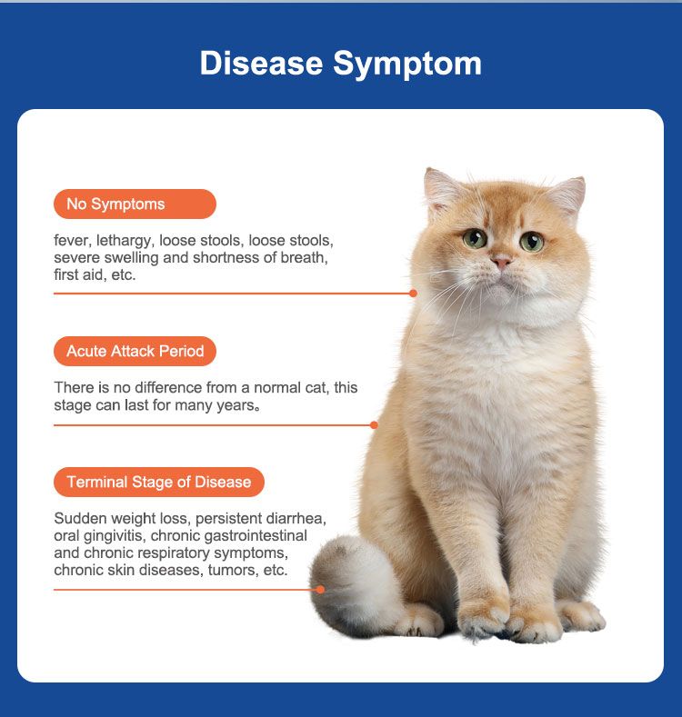 Grafico con un gatto e i sintomi della malattia. Il grafico mostra i sintomi in diverse fasi della malattia.