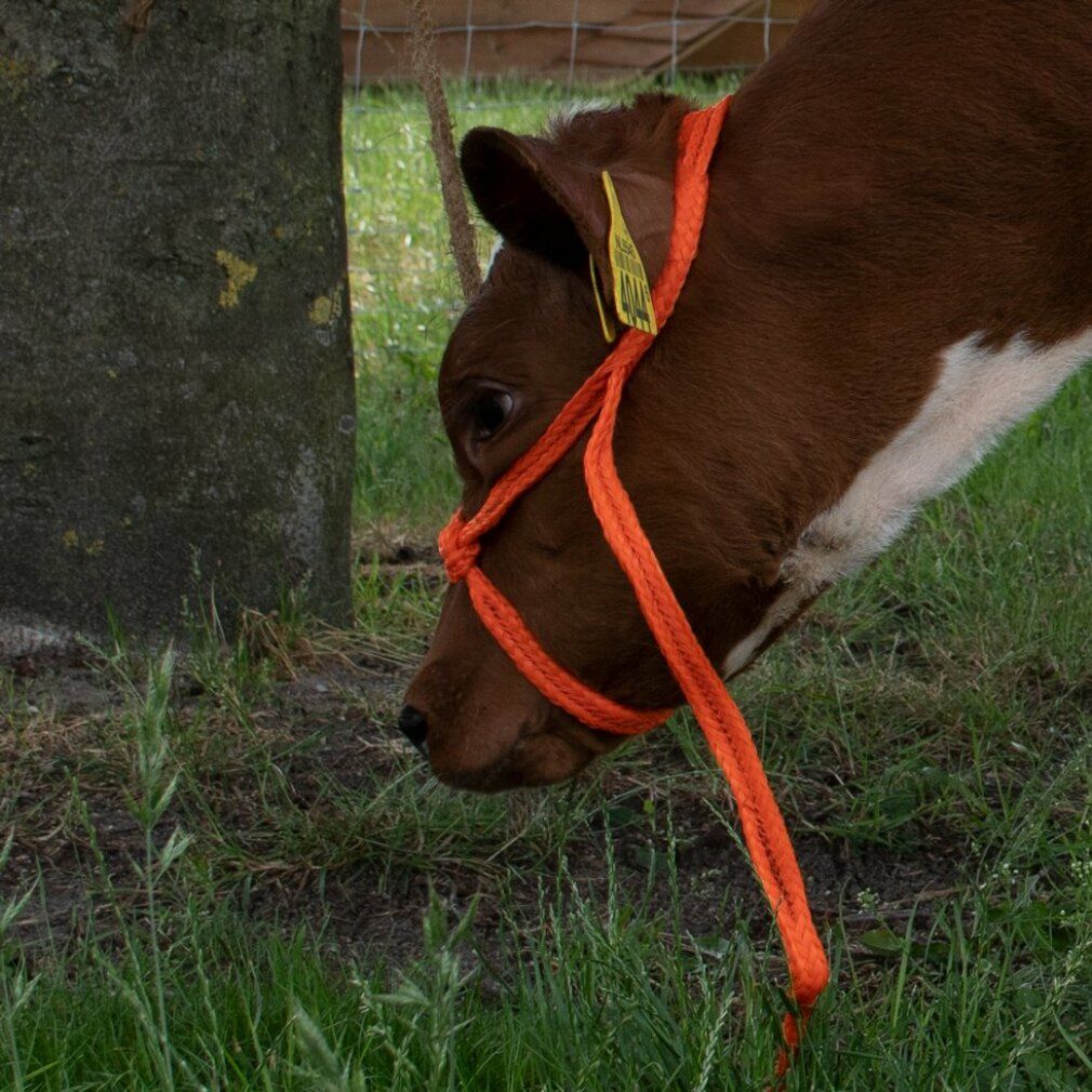 Halter al polpaccio regolabile arancione