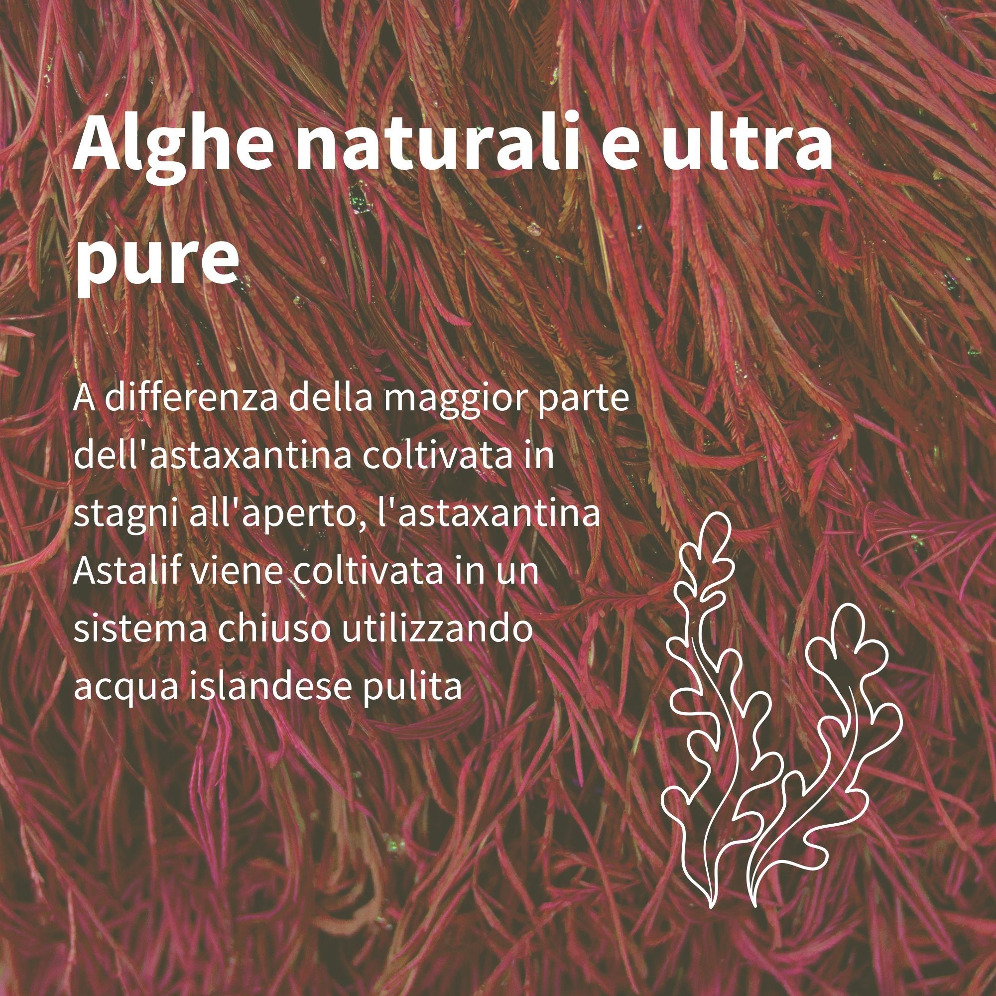 Primo piano di alghe rosse, fonte di astaxantina, con testo su alghe naturali e pure.