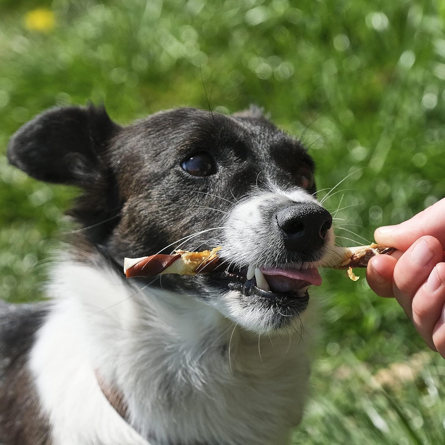 Cane mangia uno stick attorcigliato, tenuto da una mano. Erba sullo sfondo.