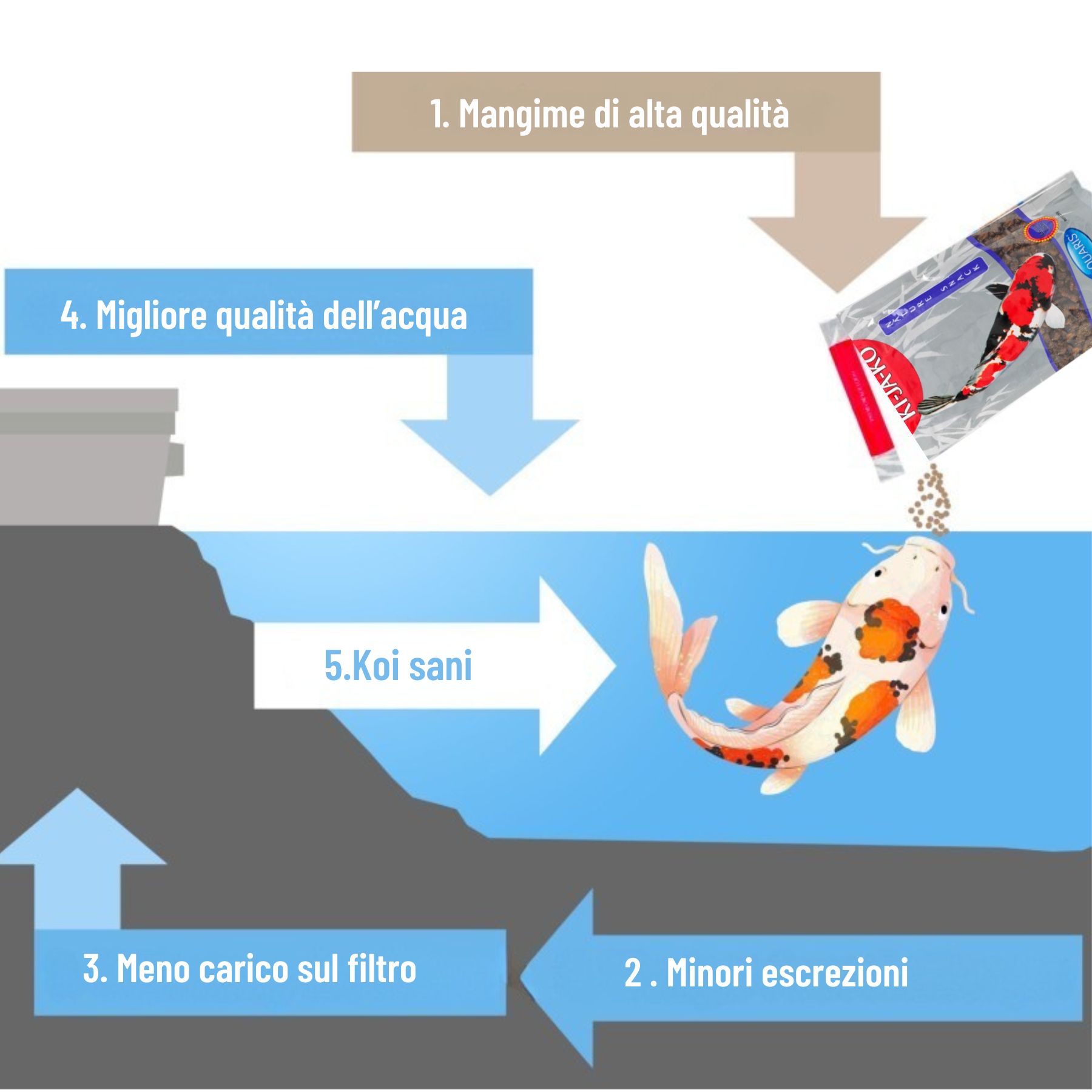 Diagramma che mostra i benefici del cibo: migliore qualità dell'acqua, koi sani.