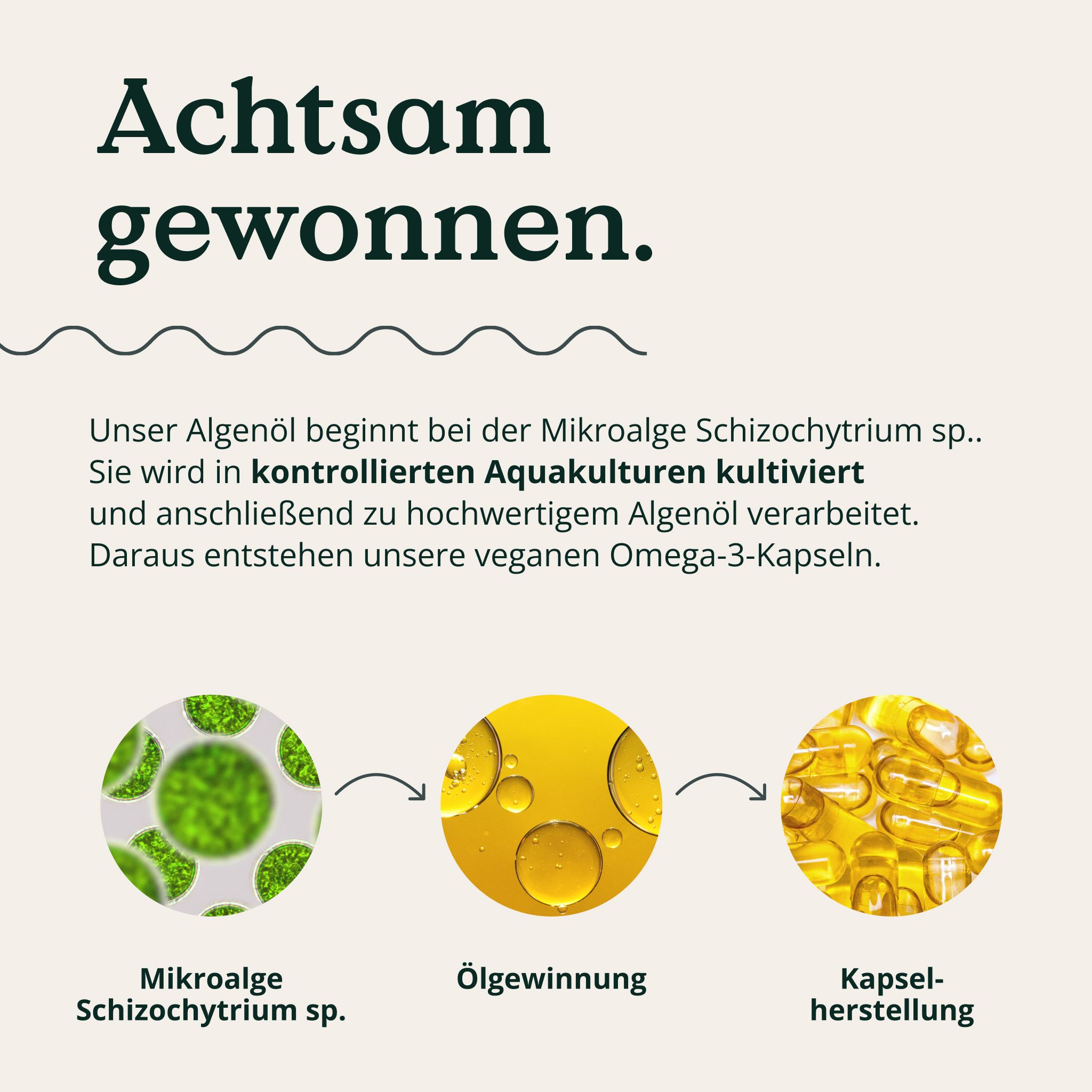 Grafica: Microalga Schizochytrium sp., estrazione olio, produzione capsule.