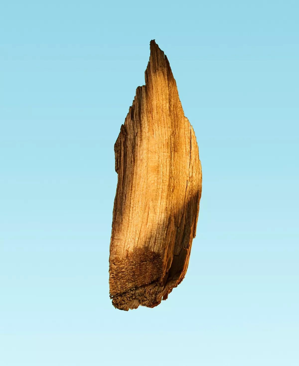 Pezzo di legno dalla forma irregolare. Colore marrone, consistenza visibile. Su sfondo blu.