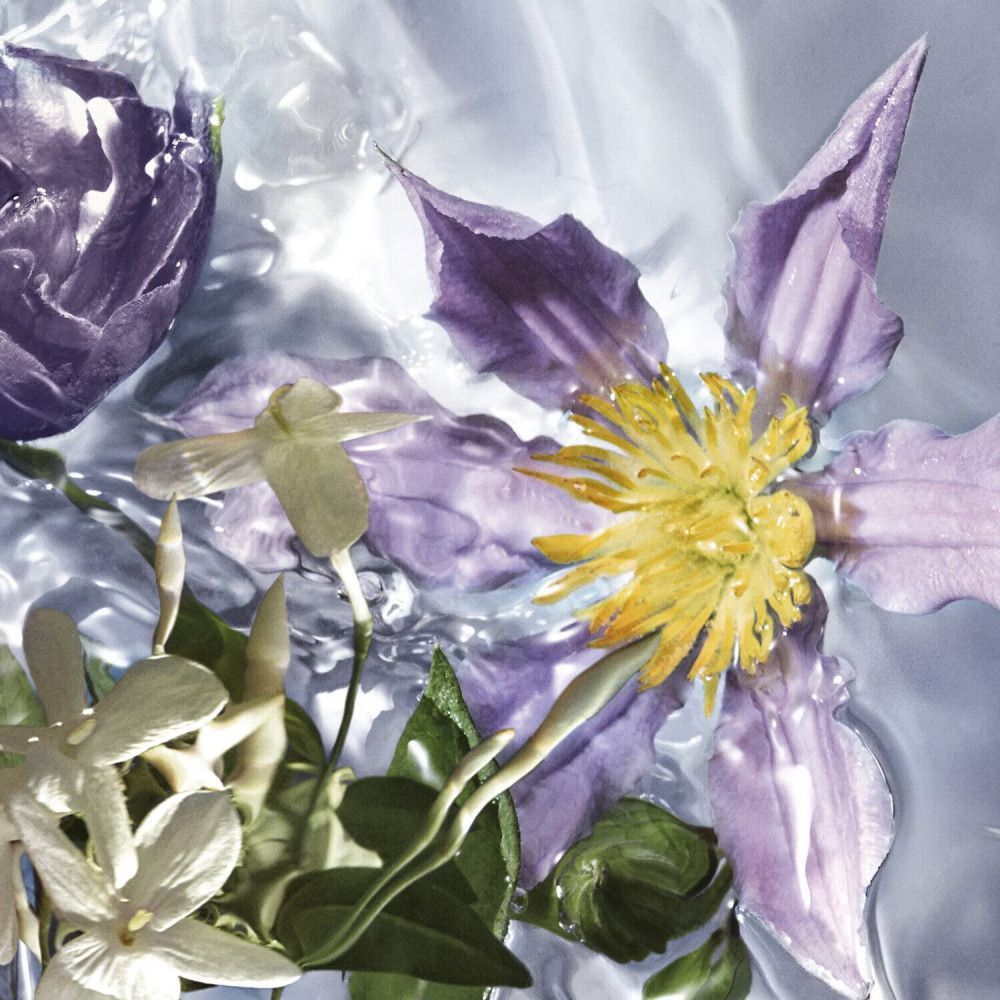 Primo piano di fiori in acqua. Fiori viola e bianchi, foglie verdi, acqua con leggere increspature.