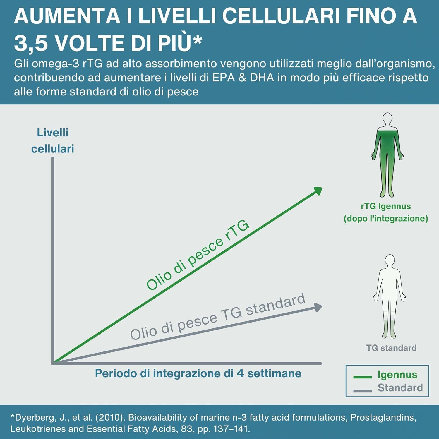 Grafica italiana: I livelli cellulari aumentano 3,5 volte di più con Omega-3 rTG.