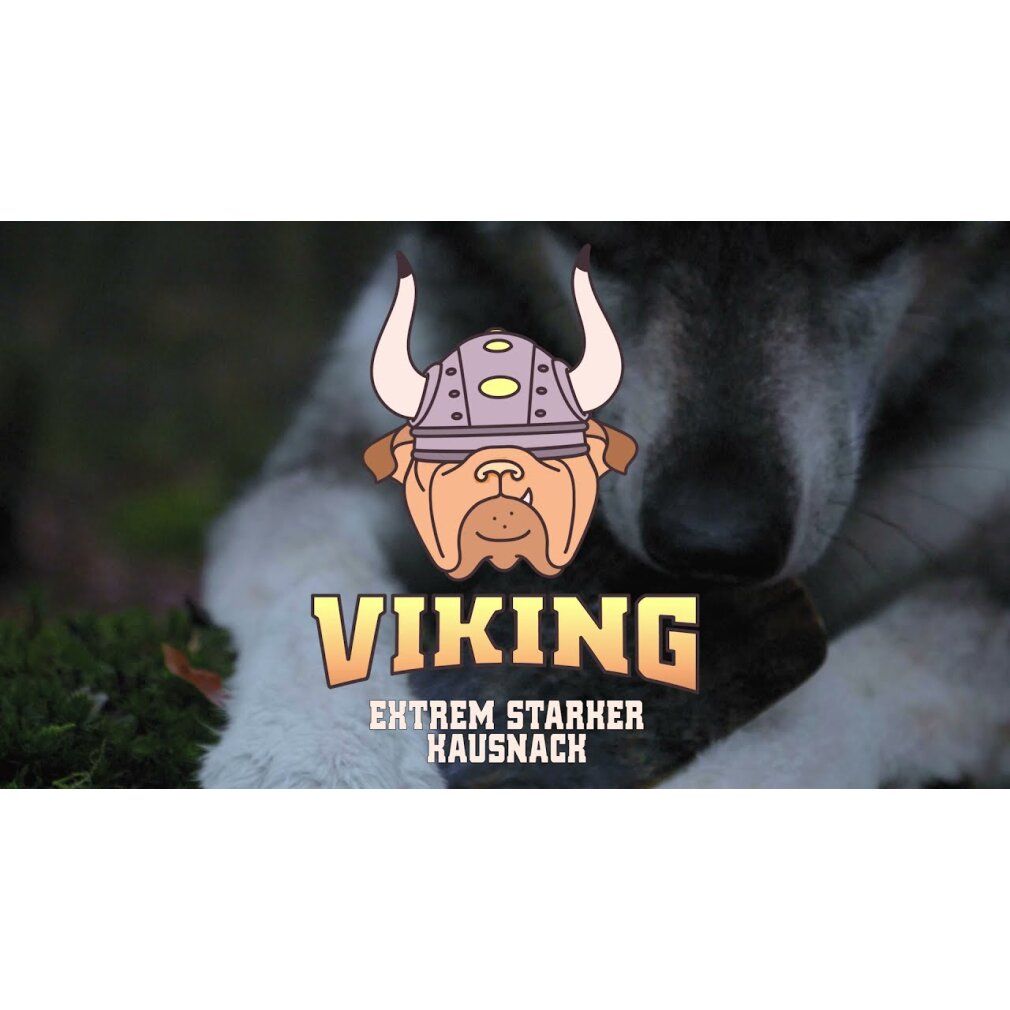 Corno di torsione vichingo m