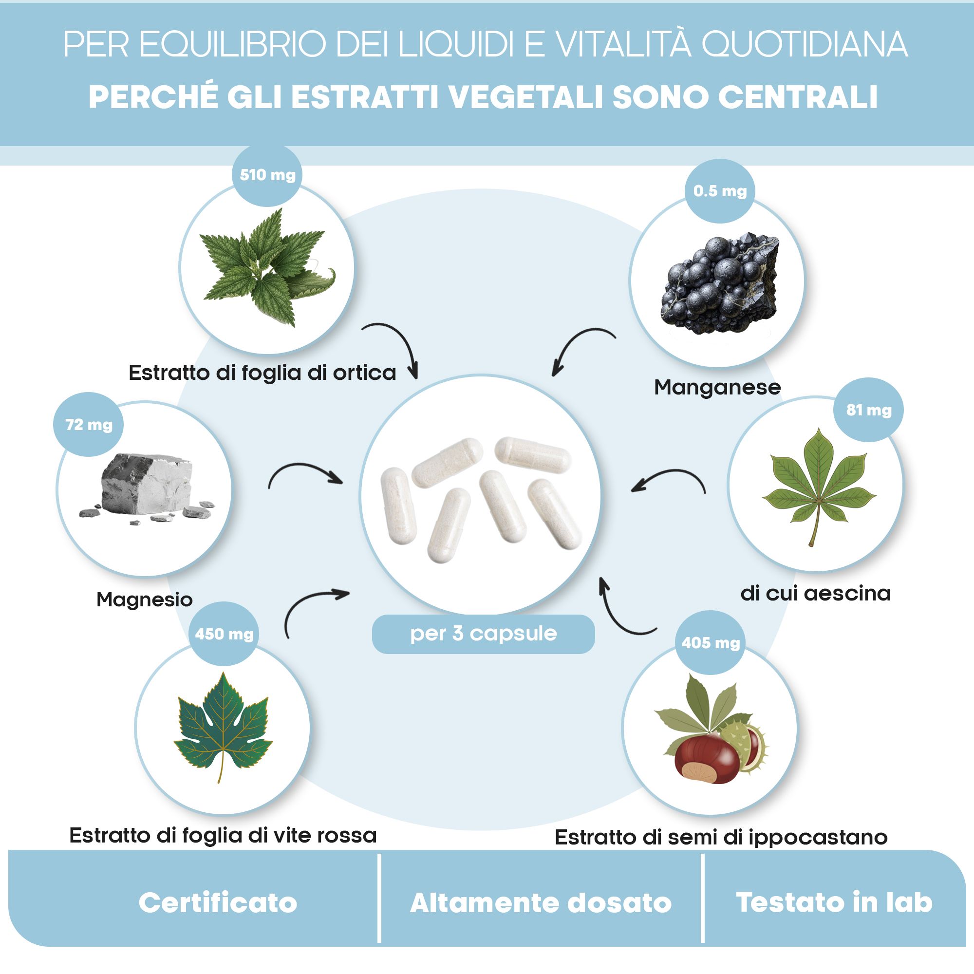 Infografica su estratti vegetali per l'equilibrio dei liquidi e la vitalità, con estratto di ortica, magnesio, estratto di ippocastano, estratto di foglia di vite rossa e manganese.