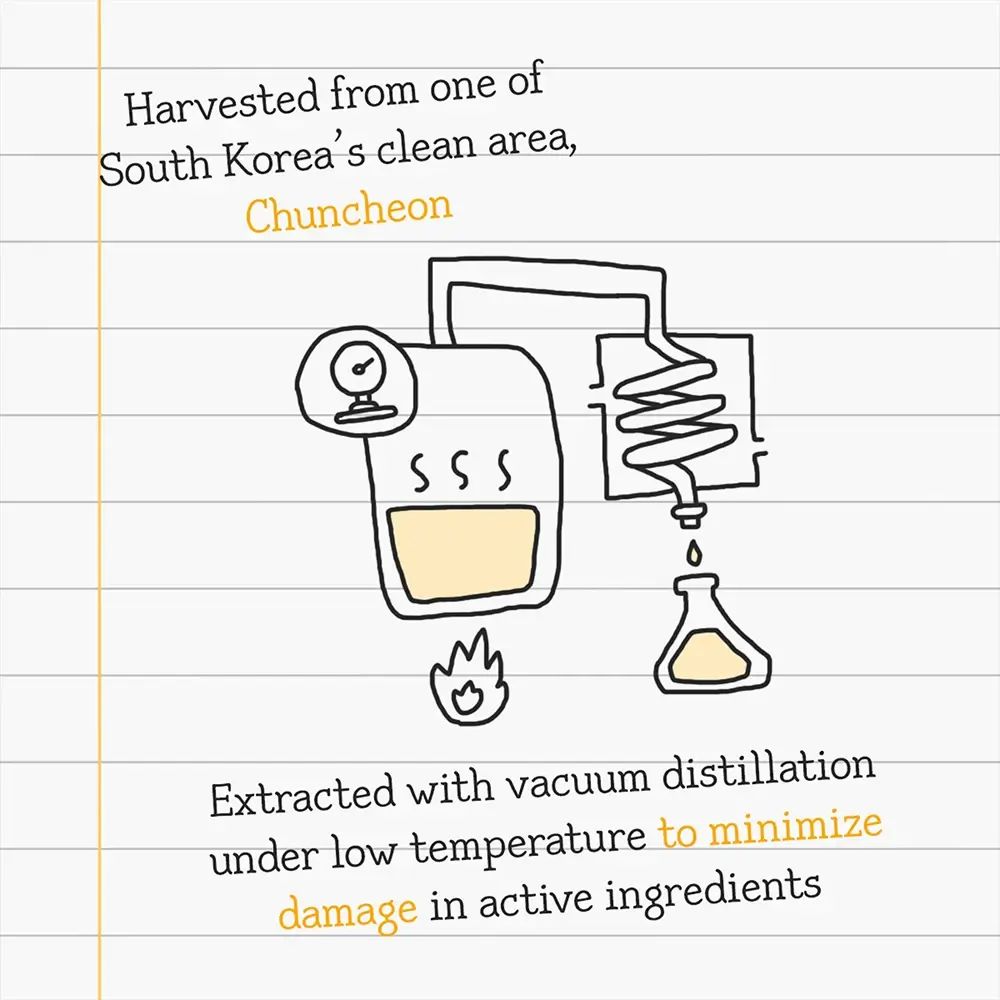 Illustrazione disegnata a mano di un impianto di distillazione. Testo: Distillazione sottovuoto per minimizzare i danni agli ingredienti attivi.