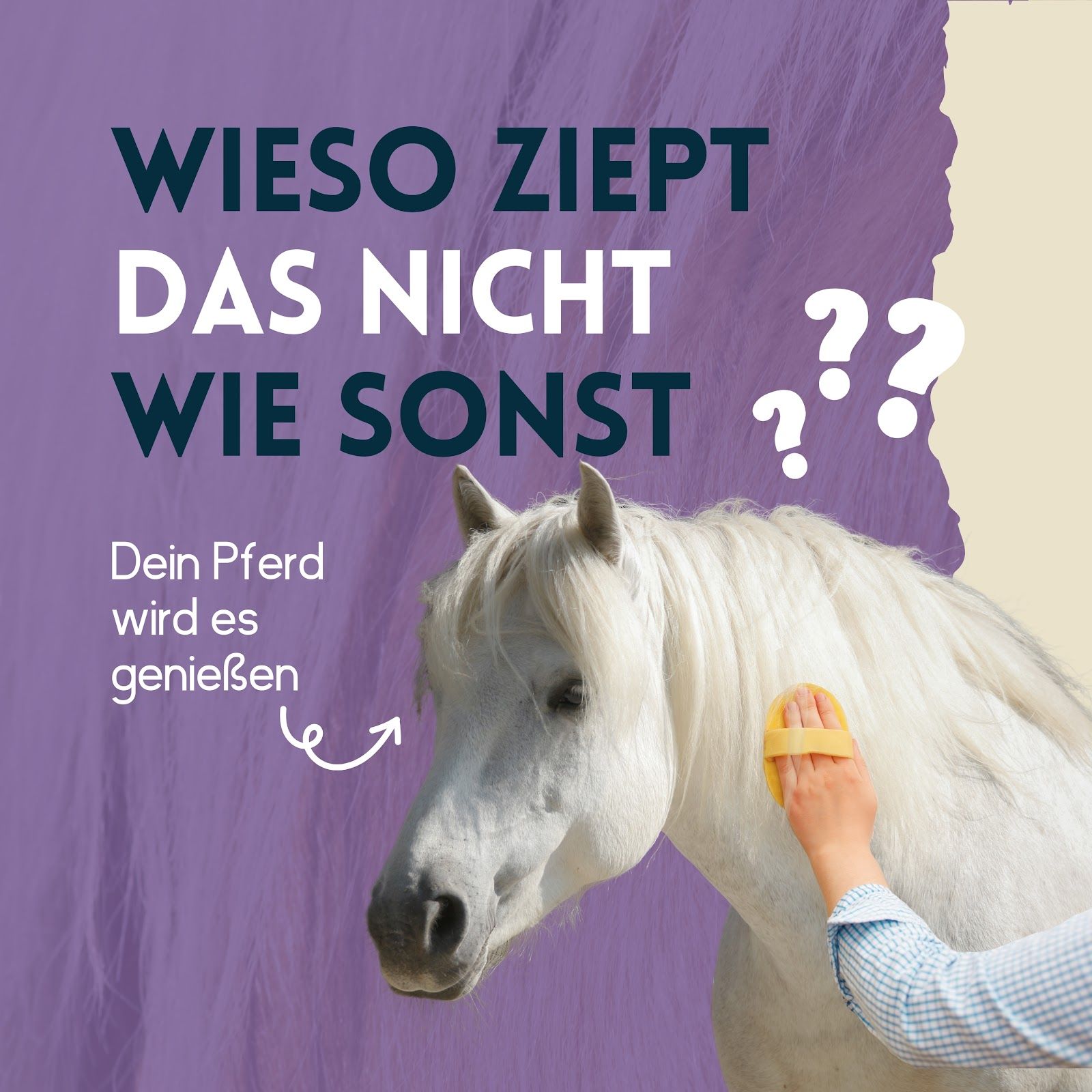 Cavallo bianco, persona spazzola la criniera. Testo: Perché non tira come al solito? Il tuo cavallo lo apprezzerà.
