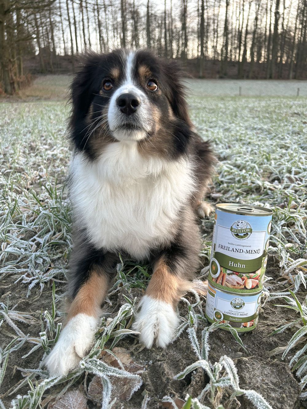 Bellfor Cibo per Cani Umido con Pollo - Senza Cereali - Menu da Pascolo