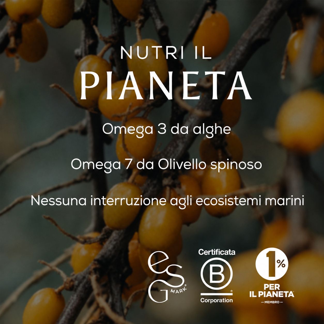Ancient + Brave Vere Capsule Omegas+