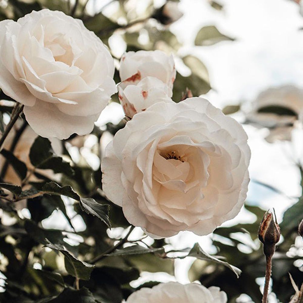 Primo piano di rose bianche con foglie verdi. Alcuni fiori sono completamente aperti, altri sono boccioli.