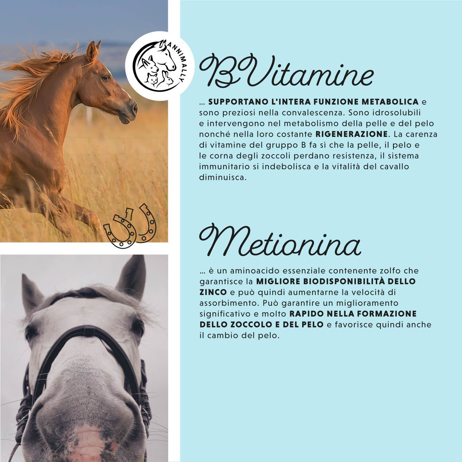 Testo su vitamine B e metionina. Logo. Immagini di cavalli. Testo sui benefici per pelle, criniera e zoccoli. Illustrazione di ferri di cavallo.
