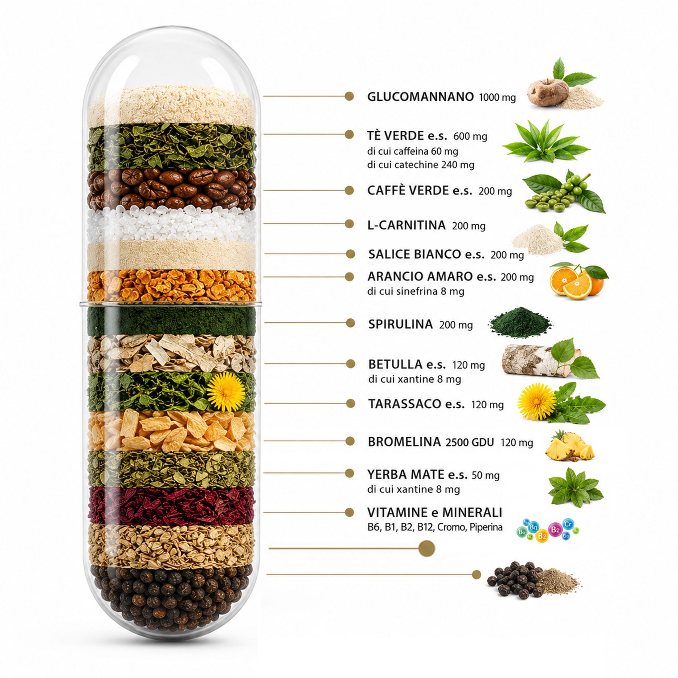 Capsula con strati di ingredienti naturali: Glucomannano, tè verde, spirulina, ecc.
