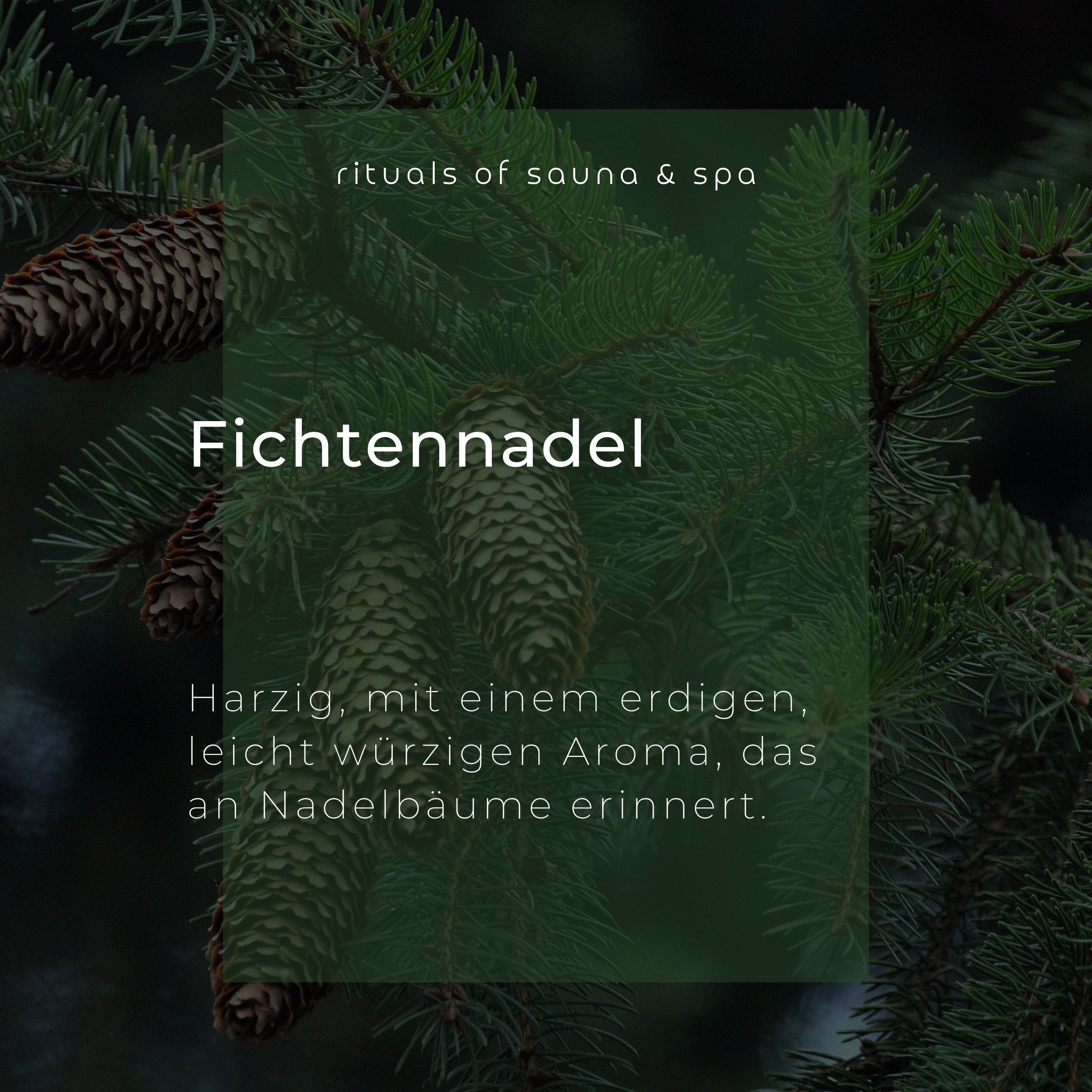 Testo su sfondo verde: Fichtennadel. Descrizione dell'aroma. Sfondo con rami di abete e pigne.