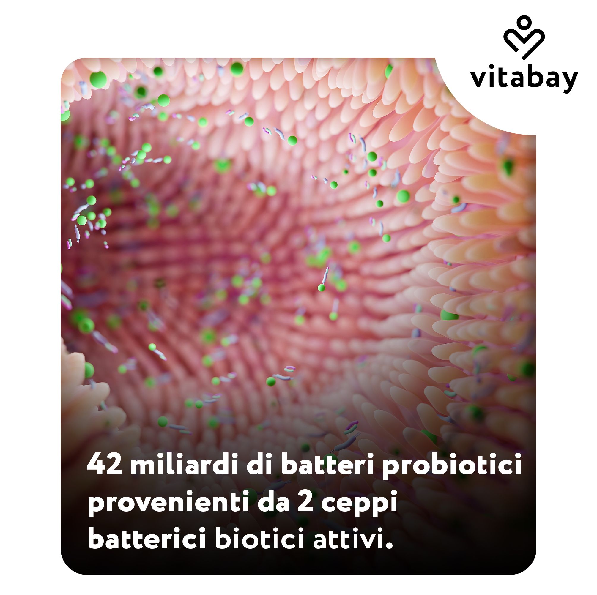 Vista microscopica di cellule intestinali con batteri. 42 miliardi di batteri probiotici.