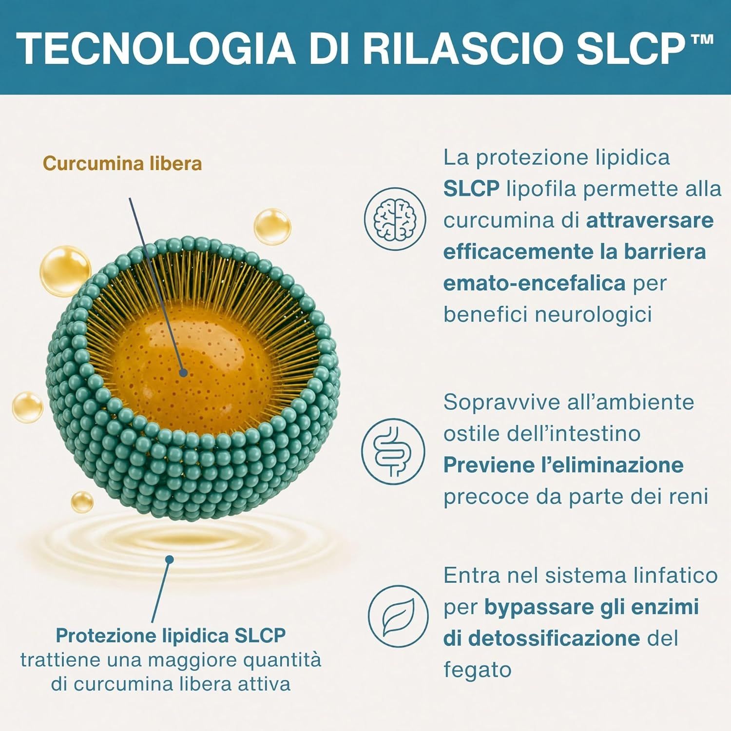 Schema della tecnologia SLCP che spiega l'assorbimento della curcumina attraverso la barriera intestinale.