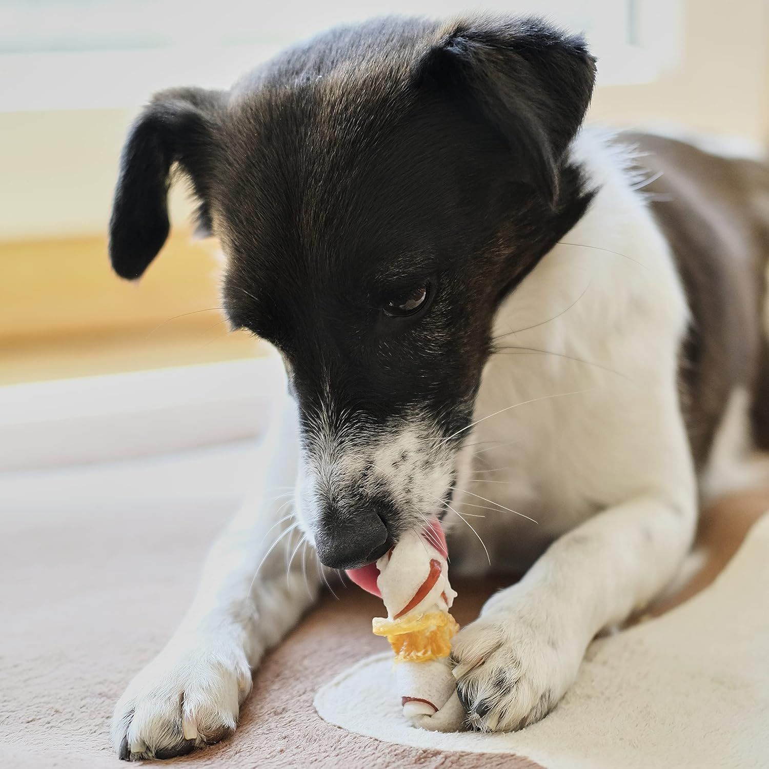 Un cagnolino mangia uno snack con pelle di manzo, petto di pollo e pelle di maiale.