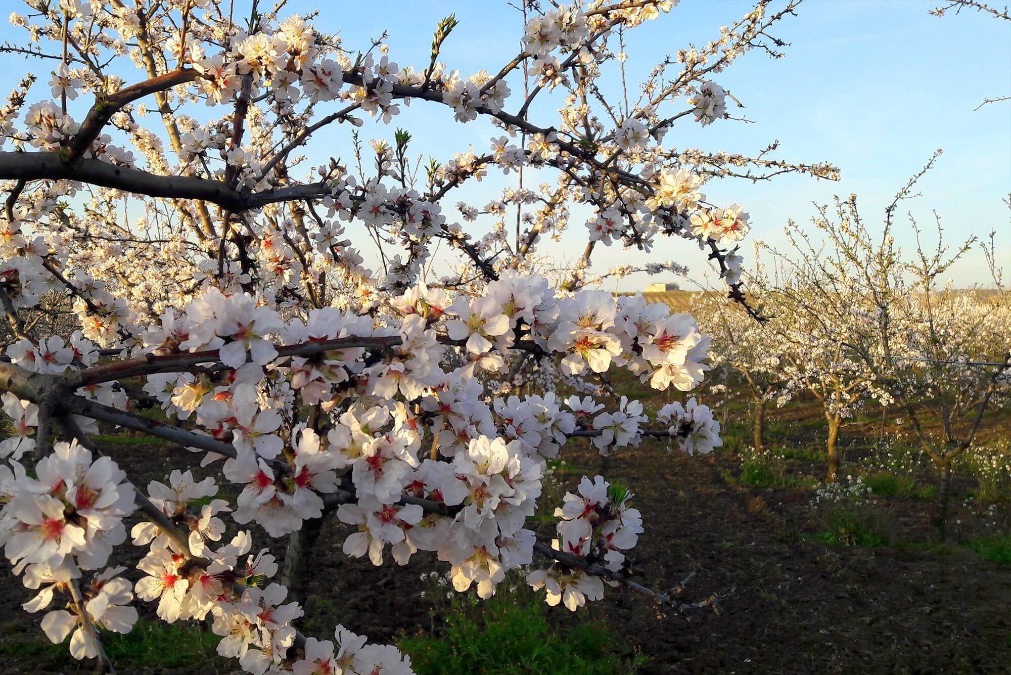 Terradiva mandorle pelate tostate biologiche