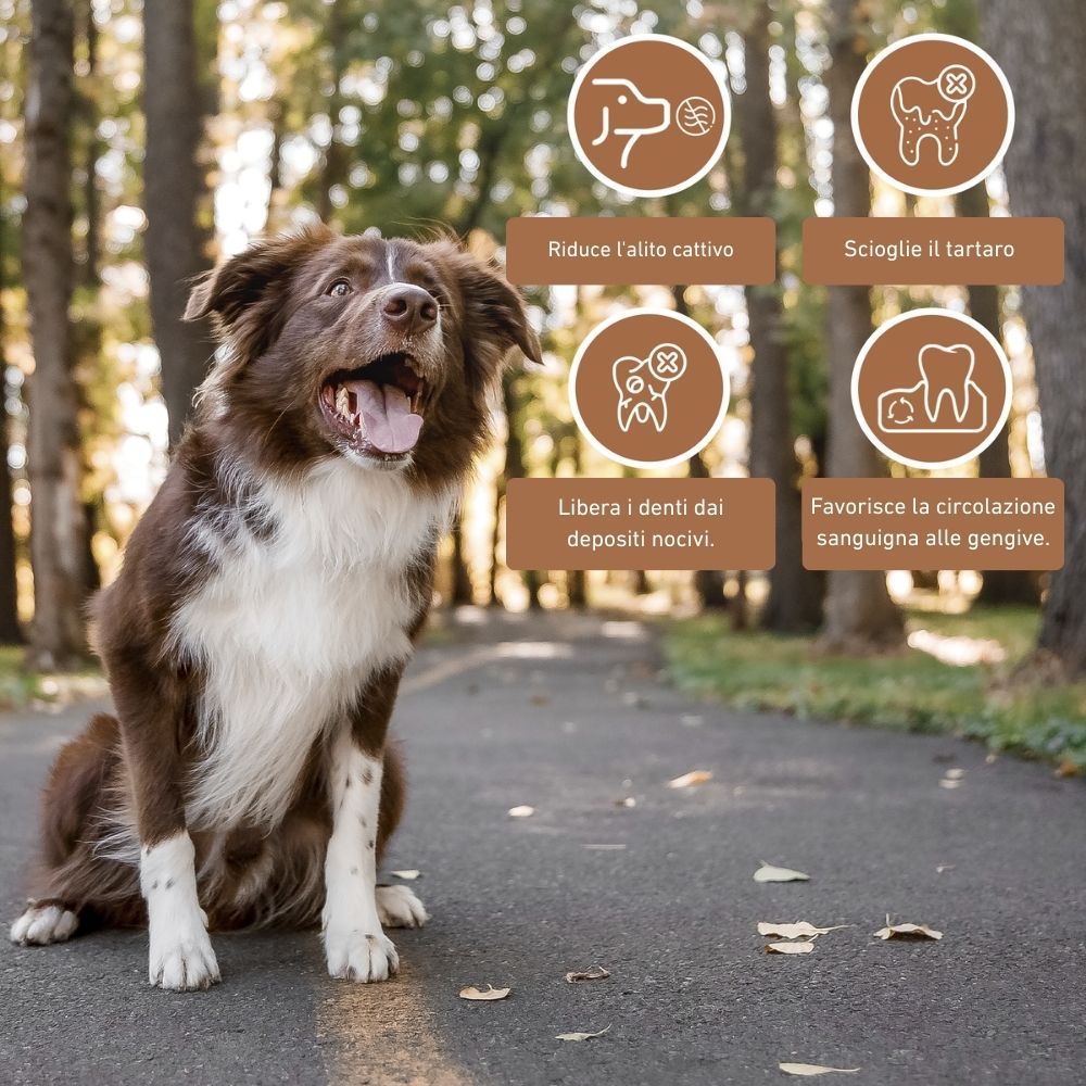 Cane su un sentiero. Simboli: Riduce l'alito cattivo, scioglie il tartaro, libera i denti, favorisce la circolazione. Marchio: WILDFANG.