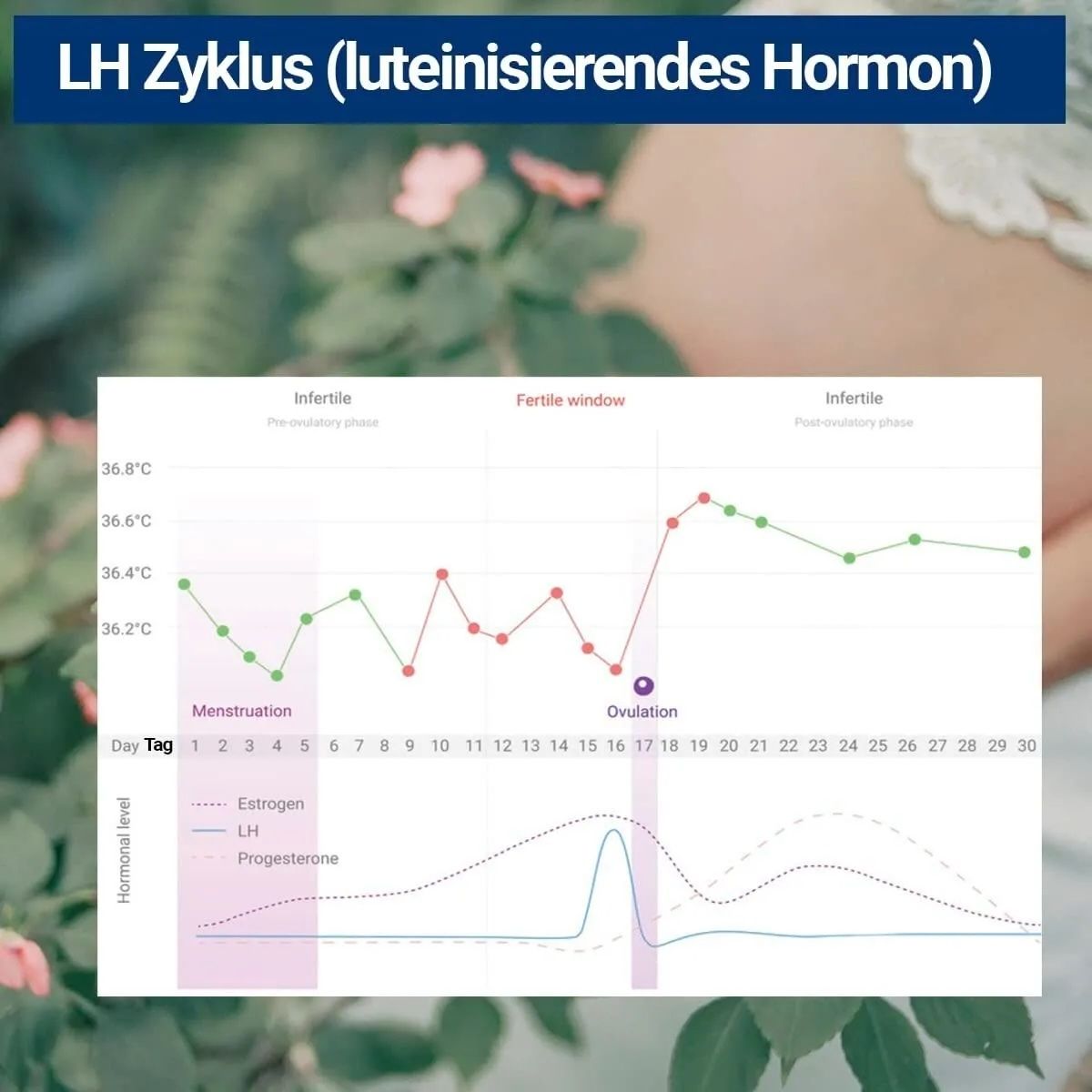 BMUT Ovulationsteststreifen + Schwangerschaftstest