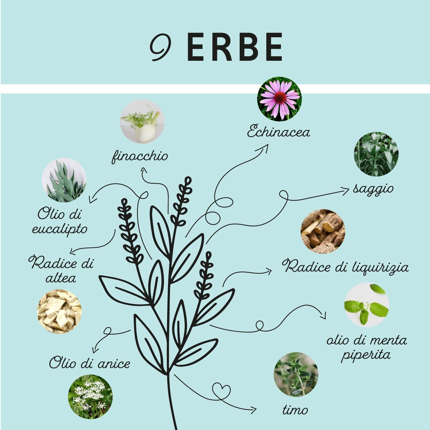 Grafico con 9 erbe. Nomi: Finocchio, Echinacea, Salvia, Olio di eucalipto, Radice di liquirizia, Olio di anice, Olio di menta piperita, Timo.