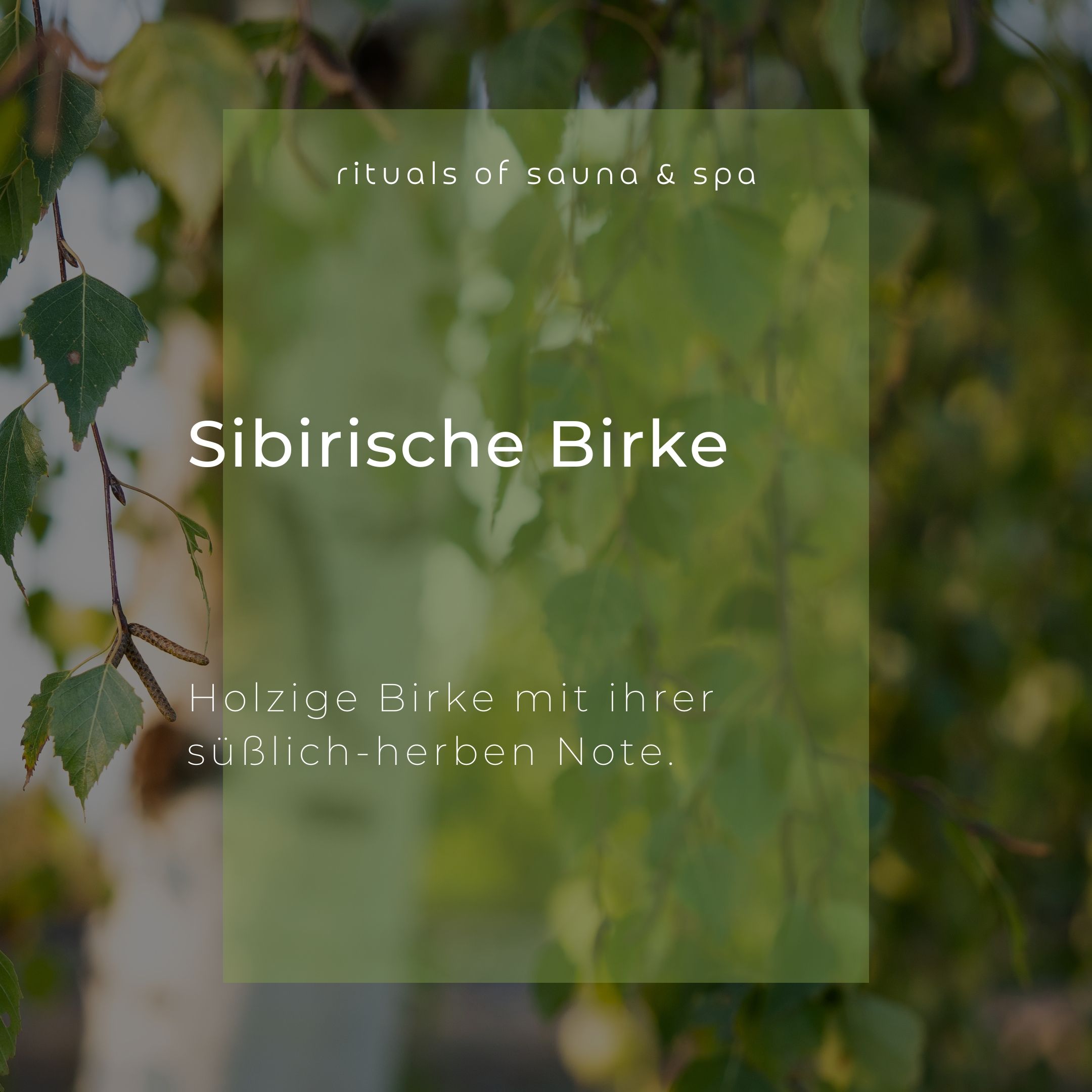 Testo su sfondo verde: Sibirische Birke. Sotto: Holzige Birke mit ihrer süßlich-herben Note.