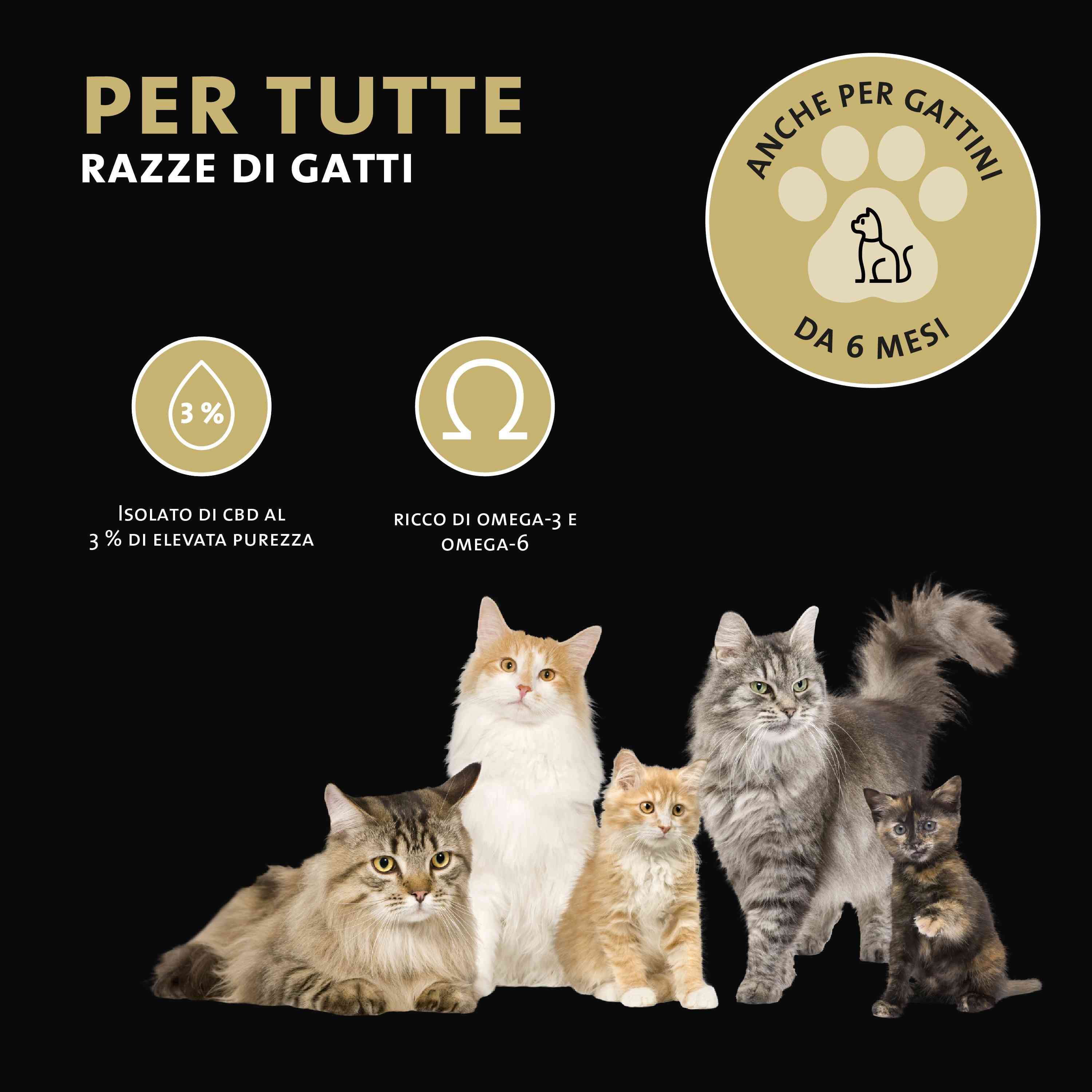 Cinque gatti di diverse razze, olio Peticare CBD per tutte le razze di gatti.