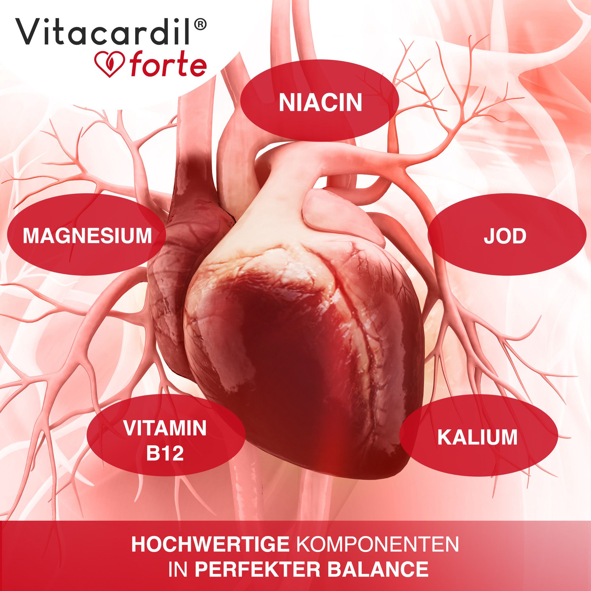 Un cuore con nutrienti evidenziati: niacina, magnesio, vitamina B12, iodio e potassio. Il prodotto è Vitacardil® forte.
