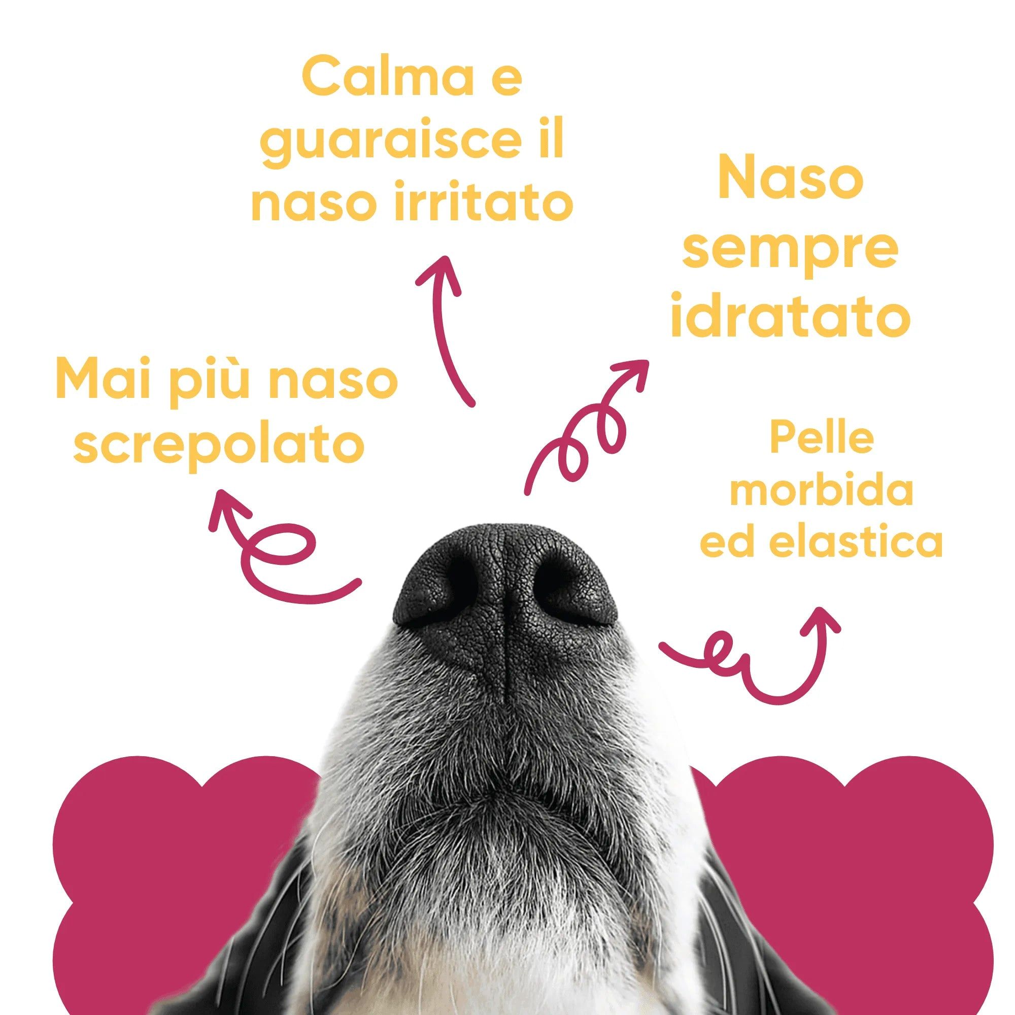 Naso di cane con frecce e testo. Benefici: calma, guarisce, idrata, pelle elastica. Mai più naso screpolato.