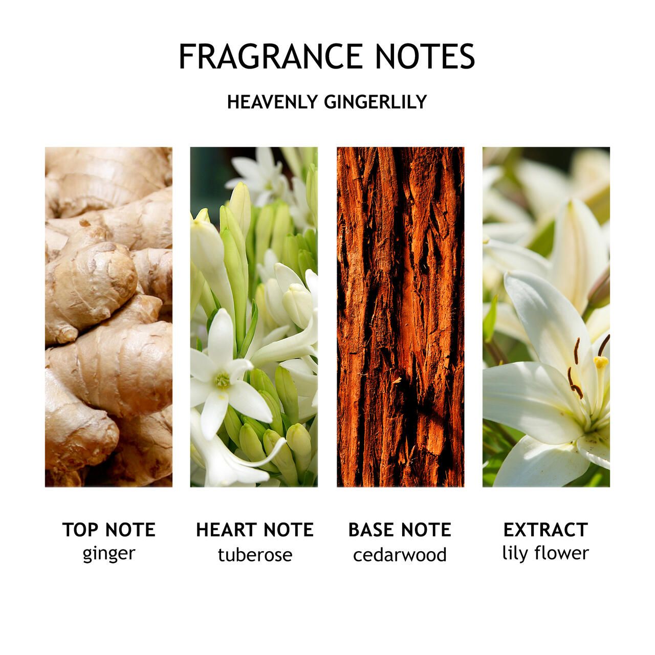 Note di fragranza: zenzero, tuberosa, legno di cedro, fiore di giglio. Testo e immagini.