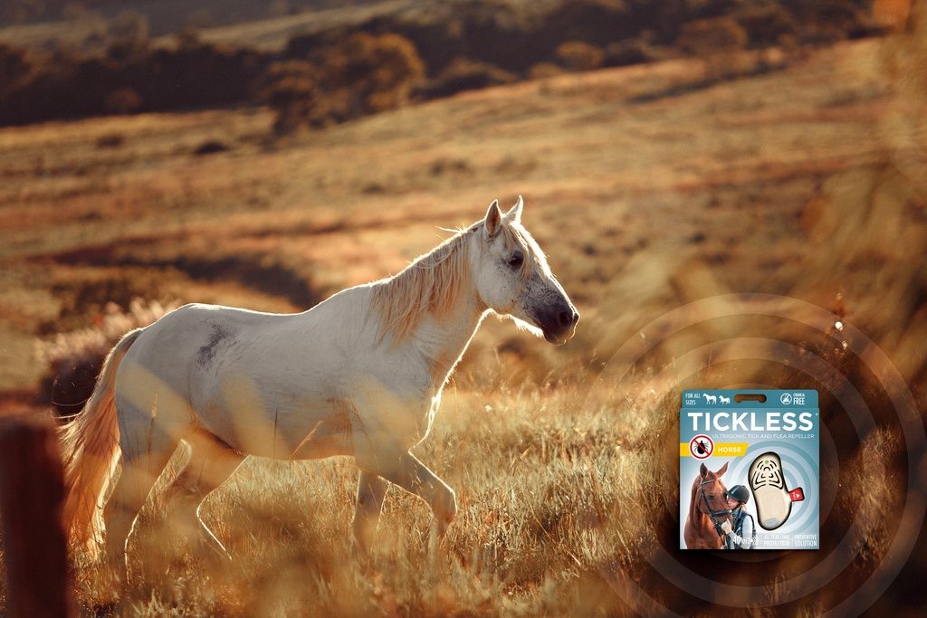 Un cavallo bianco in un prato. Sullo sfondo, la confezione di TICKLESS per cavalli.