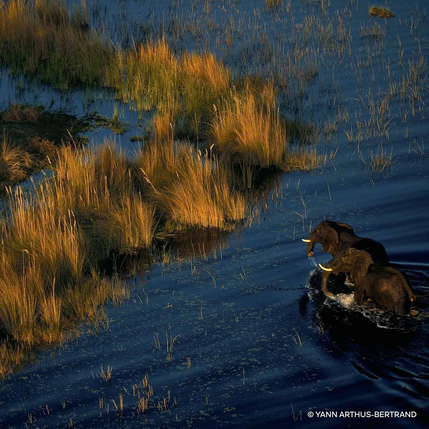 Due elefanti nell'acqua, vista aerea. Erba sulla riva, acqua blu. Firma: Yann Arthus-Bertrand.