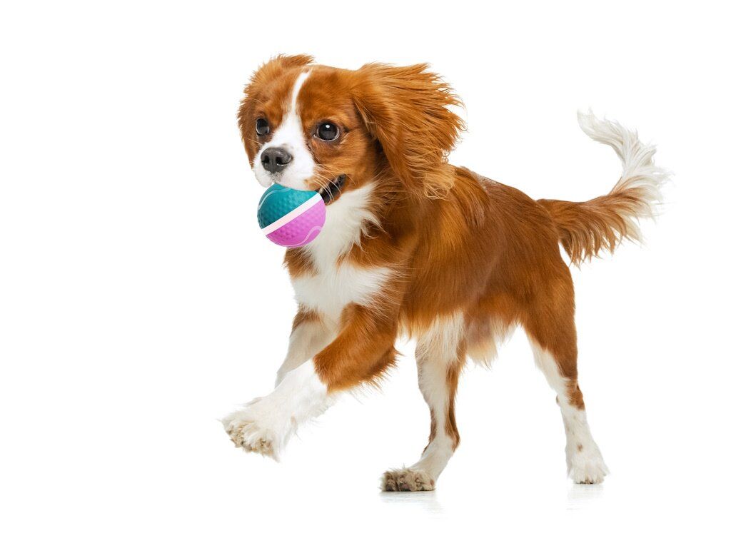 EASY PET Palla interattiva automatica media